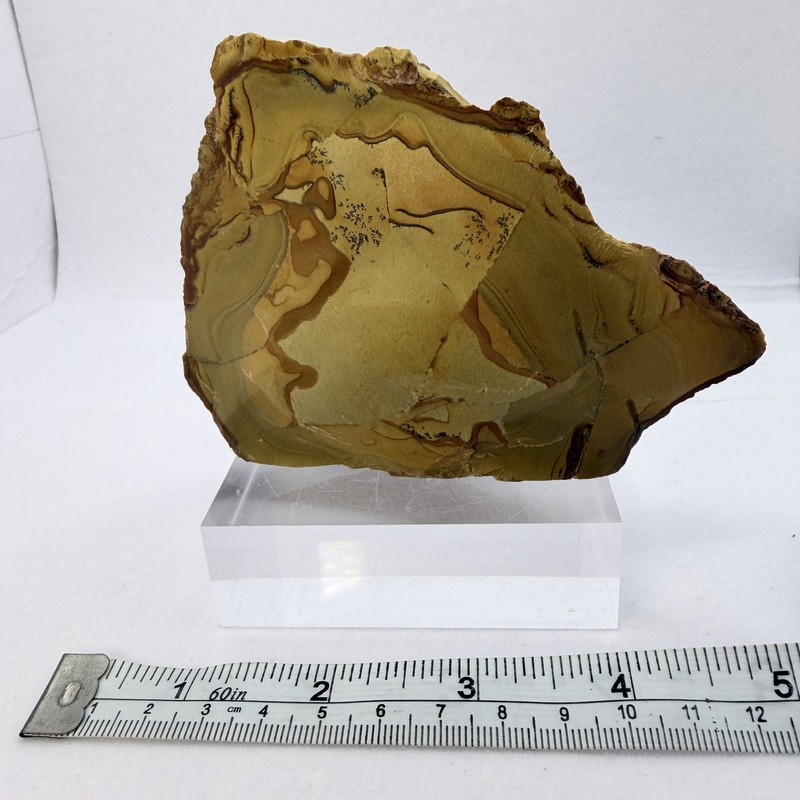 OWYHEE Picture Jasper End Cut Polished Display Stone Oregon USA