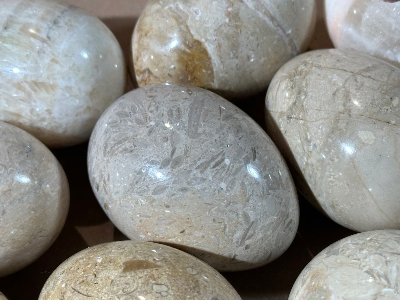 Lot of 10 Fossil Coral / Fossiliferous Limestone Polished Gemstone Eggs 2.75” –