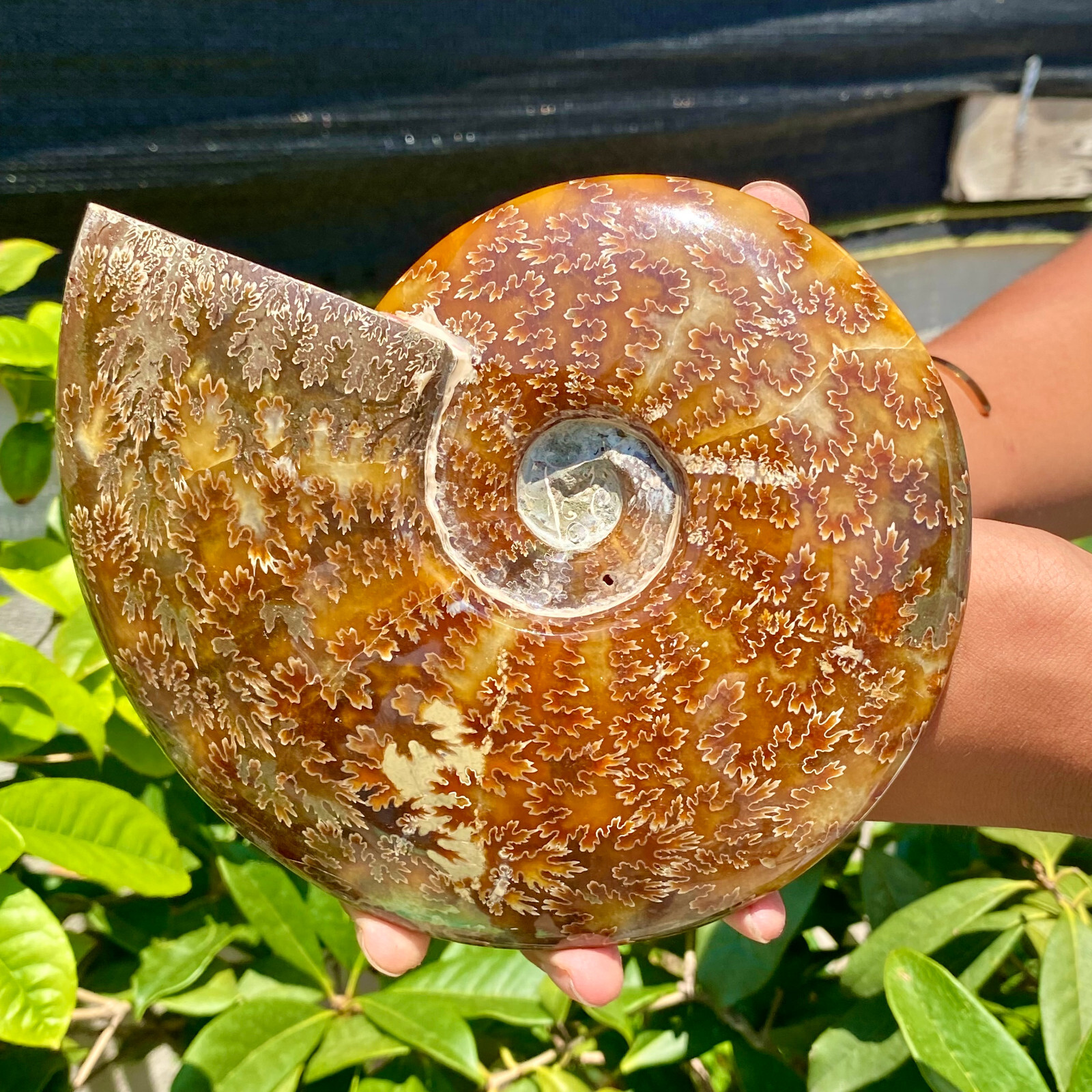2.51LB Precious ammonite fossil shell specimen opaque yoga meditation energy