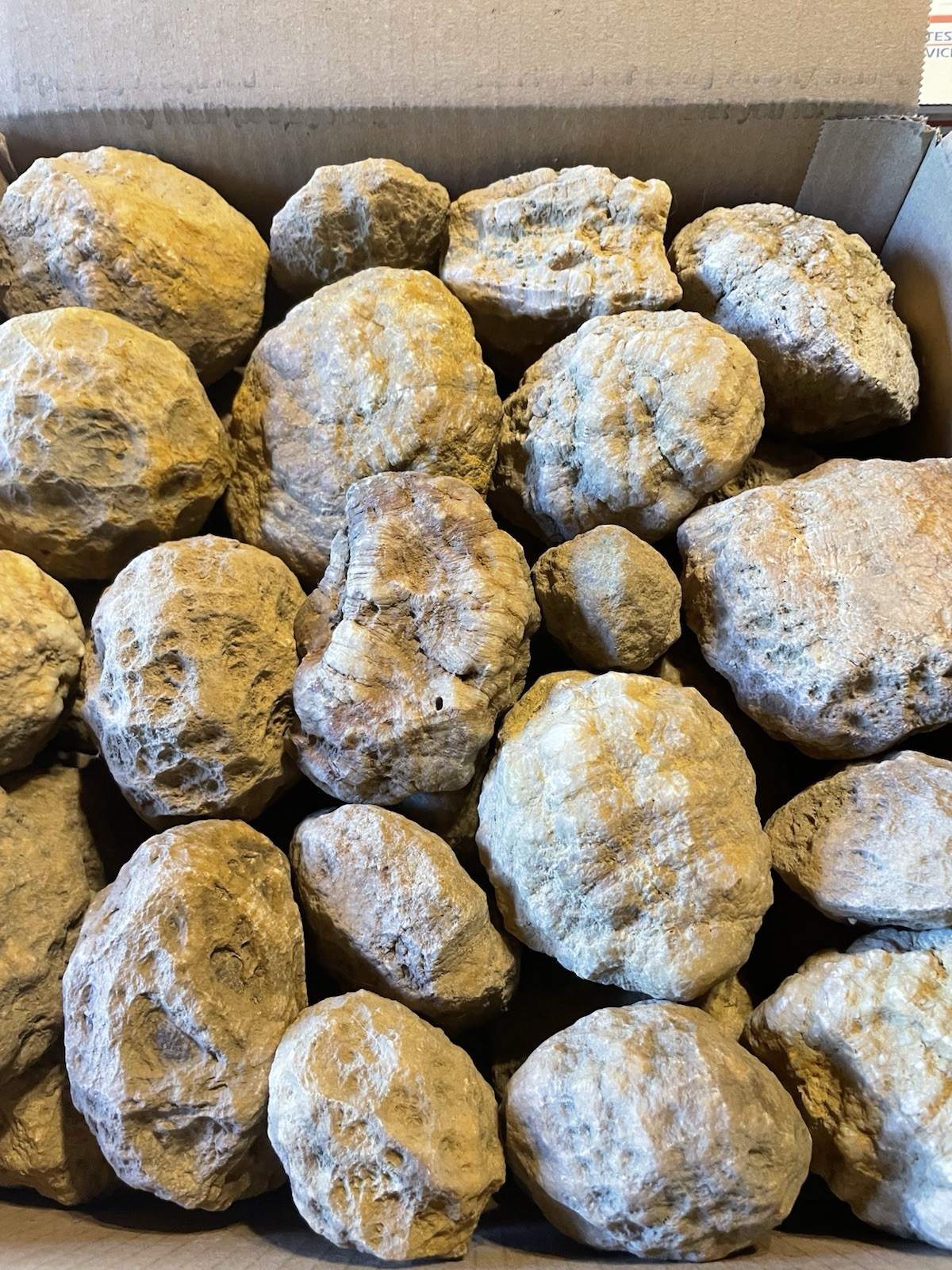 BOX OF KENTUCKY GEODES:37-2” TO 3 1/2” LAPIDARY!