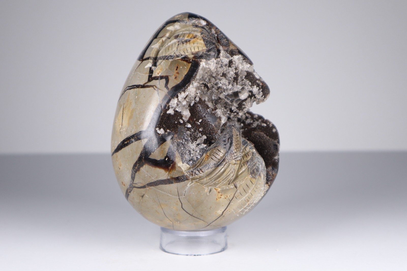 Huge Septarian Dragon Egg 4.3lb Calcite Crystal Cave Fossil Shell Display Stone
