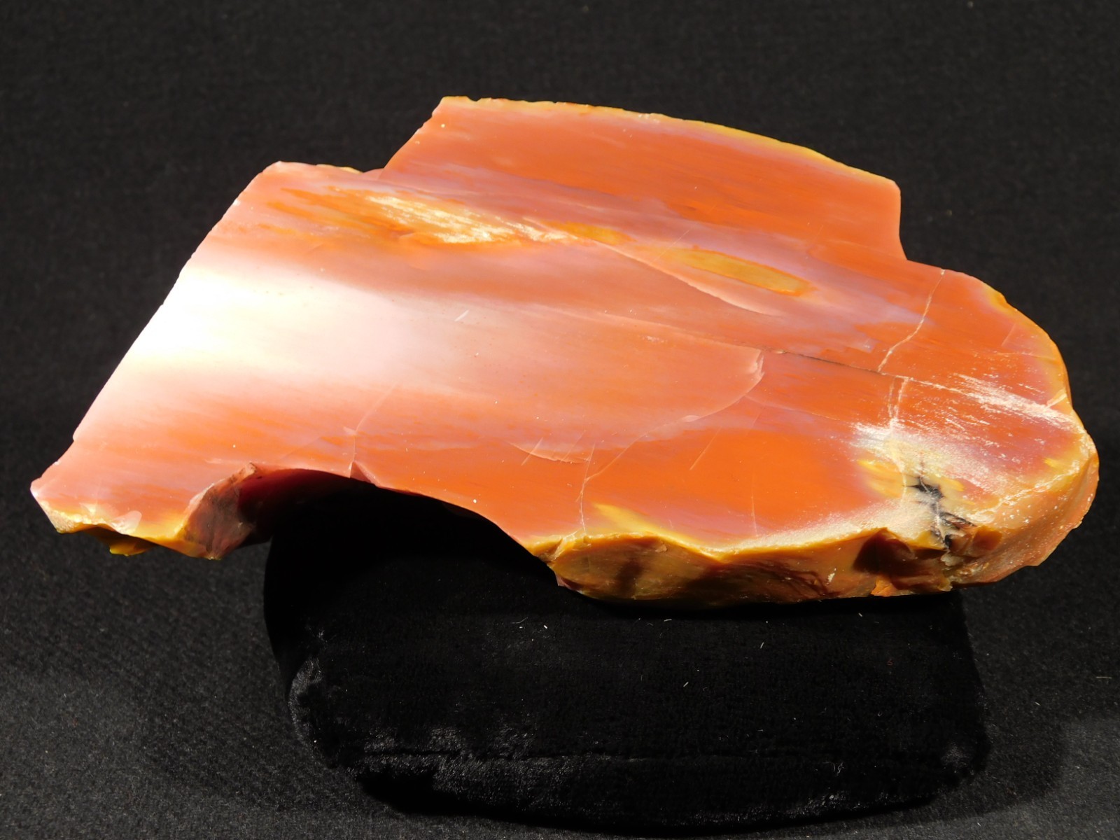 Larger 210 Million Year Old Polished Petrified RAINBOW WOOD Fossil Arizona 750gr