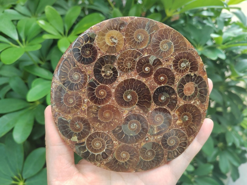 Natural Ammonite Disc Fossil Conch Specimen Healing +Stand 1PC