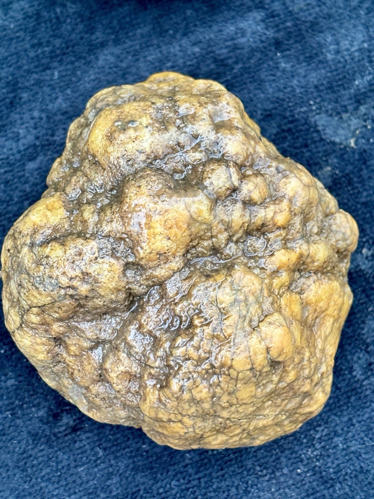 Lot of 4 MEDIUM Unopened Geodes | Jackson Co Indiana Glacial Boundary