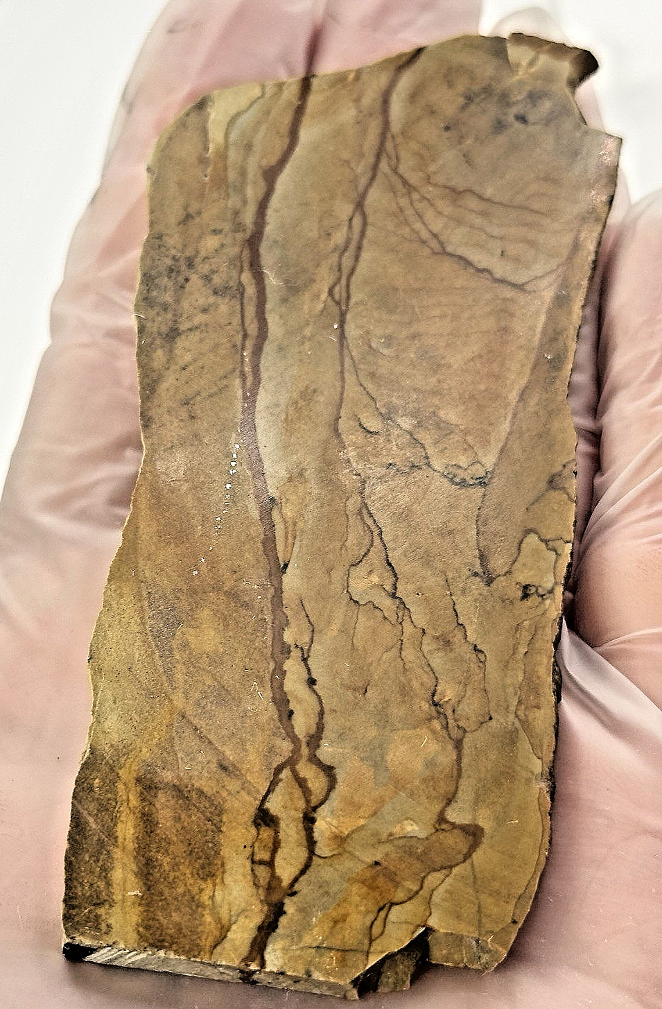 2) Rare Polished Ohwlee Picture Jasper Slab 5.25″ Display Specimen 2.8 oz