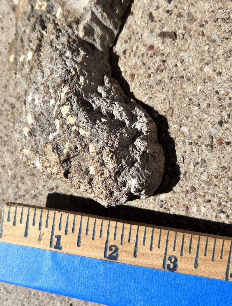 Agatized Fossil Coral Tampa Bay Florida Sliced 5”-3” W/ Lucite Stand 152g-53oz