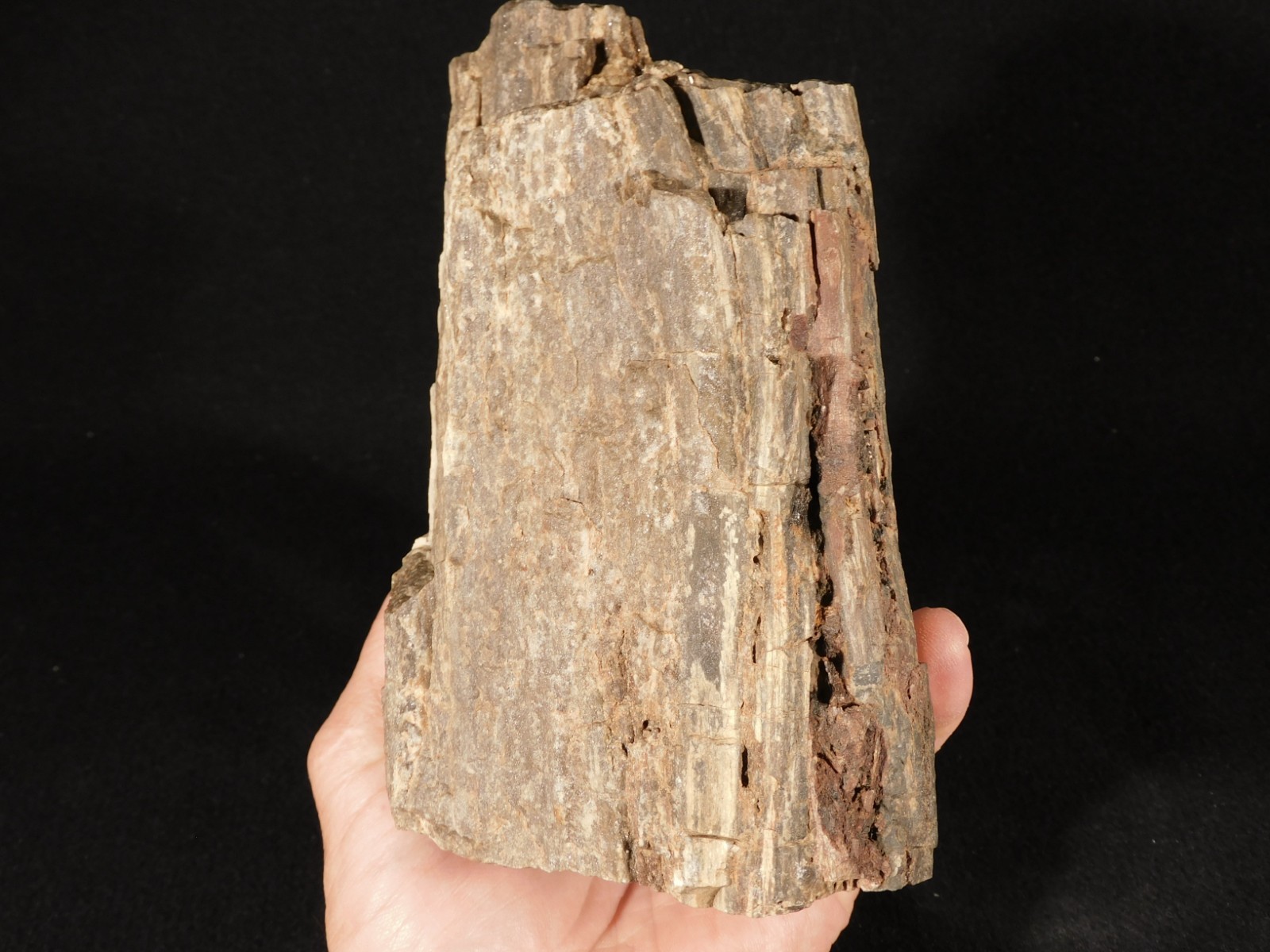 Well Defined BARK! Big 100% Natural Petrified Wood Fossil Jurassic Utah 1740gr