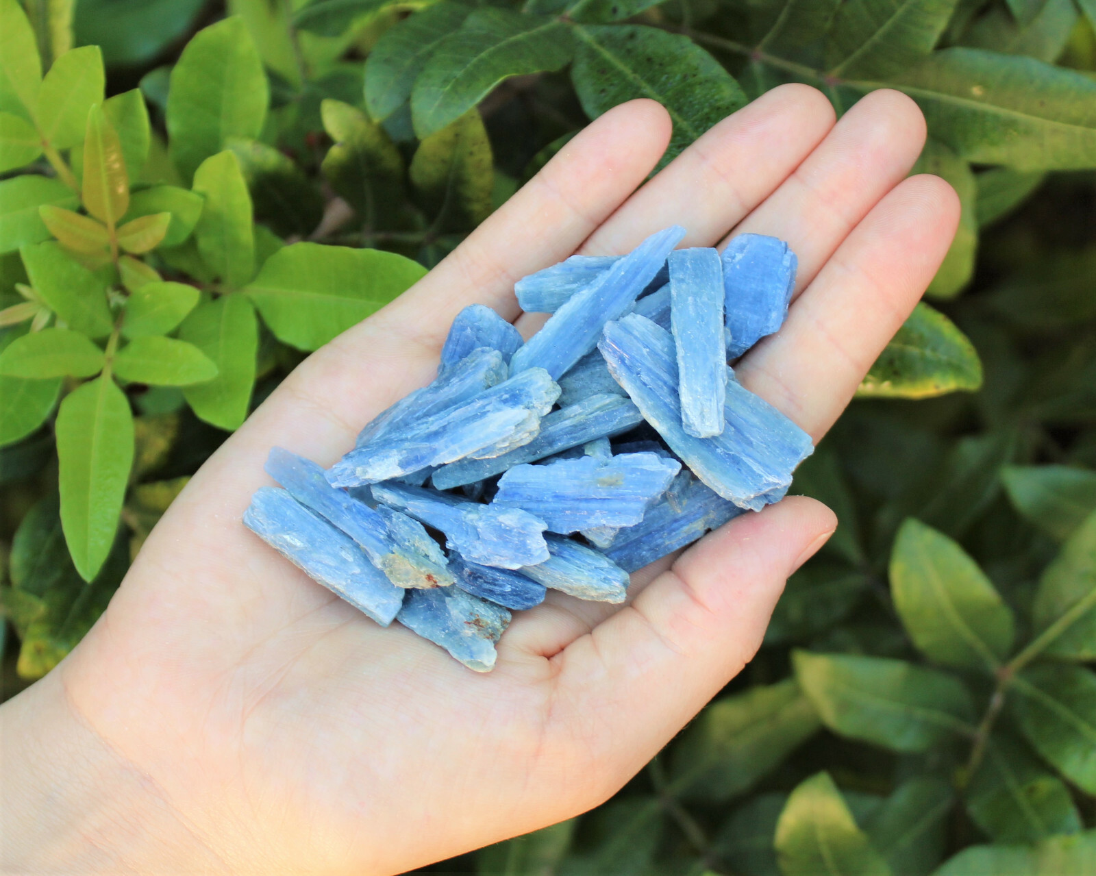 Lot of 3 Blue Kyanite Blades 1″ – 1.5″ (Crystal Rough Natural)