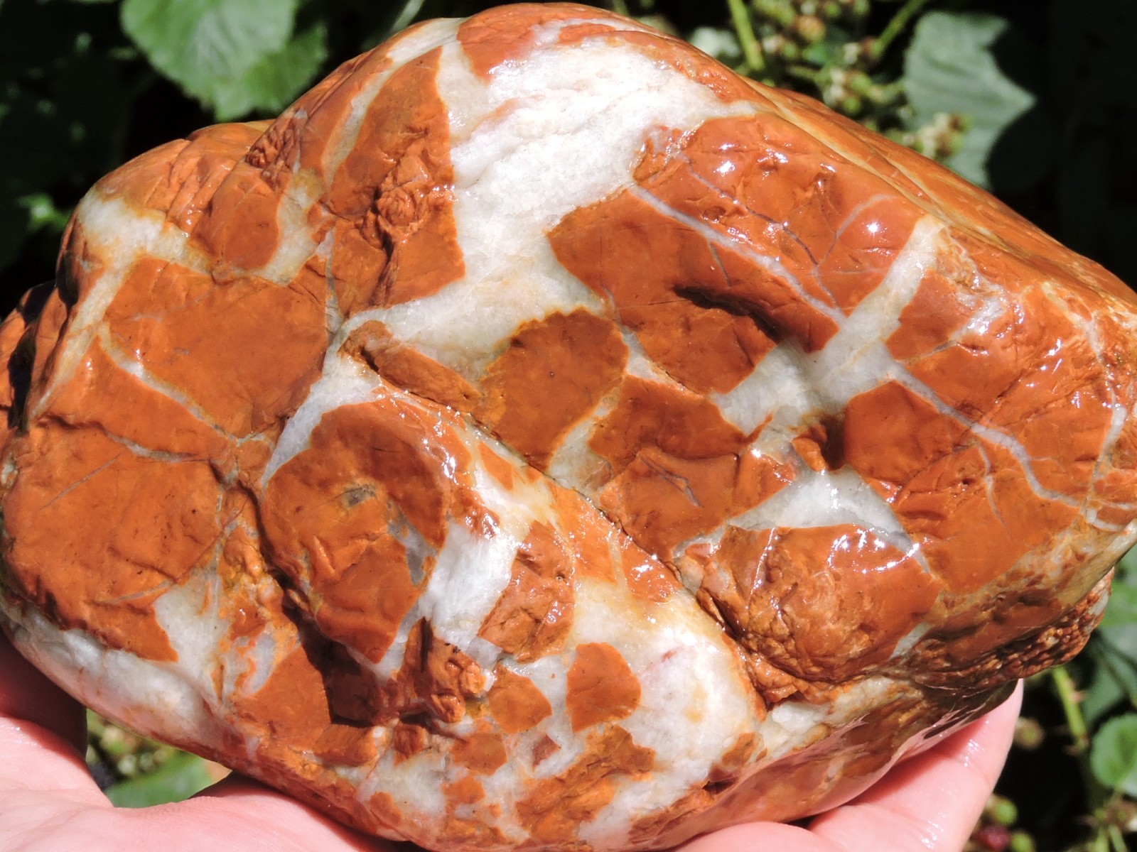High Grade Whole OREGON Marbled Jasper Nodule (5Lb+) ORANGE Brecciated Jaspagate