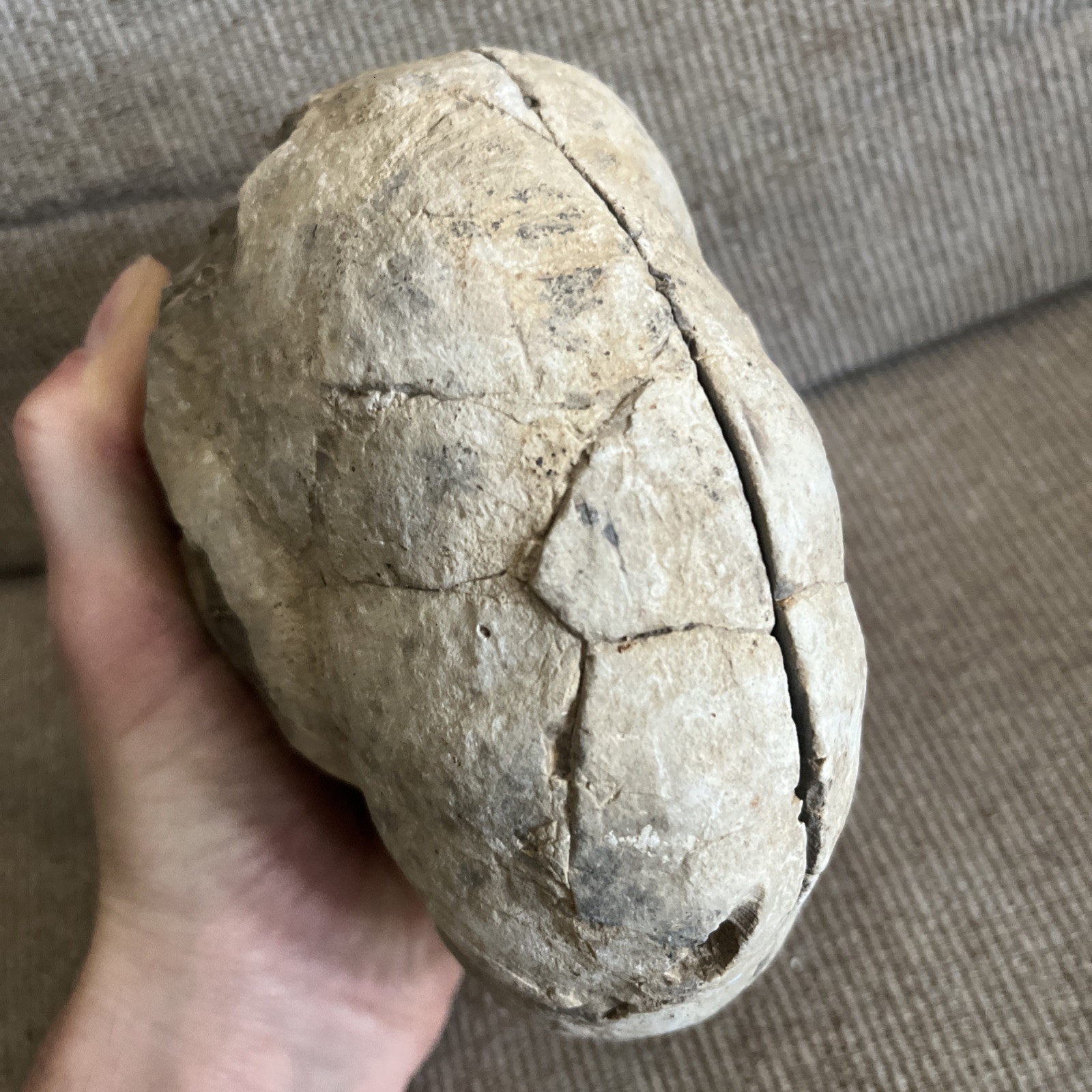 Larger Cut SEPTARIAN Nodule Half With a Lightning Like Pattern! Utah 2 Lbs