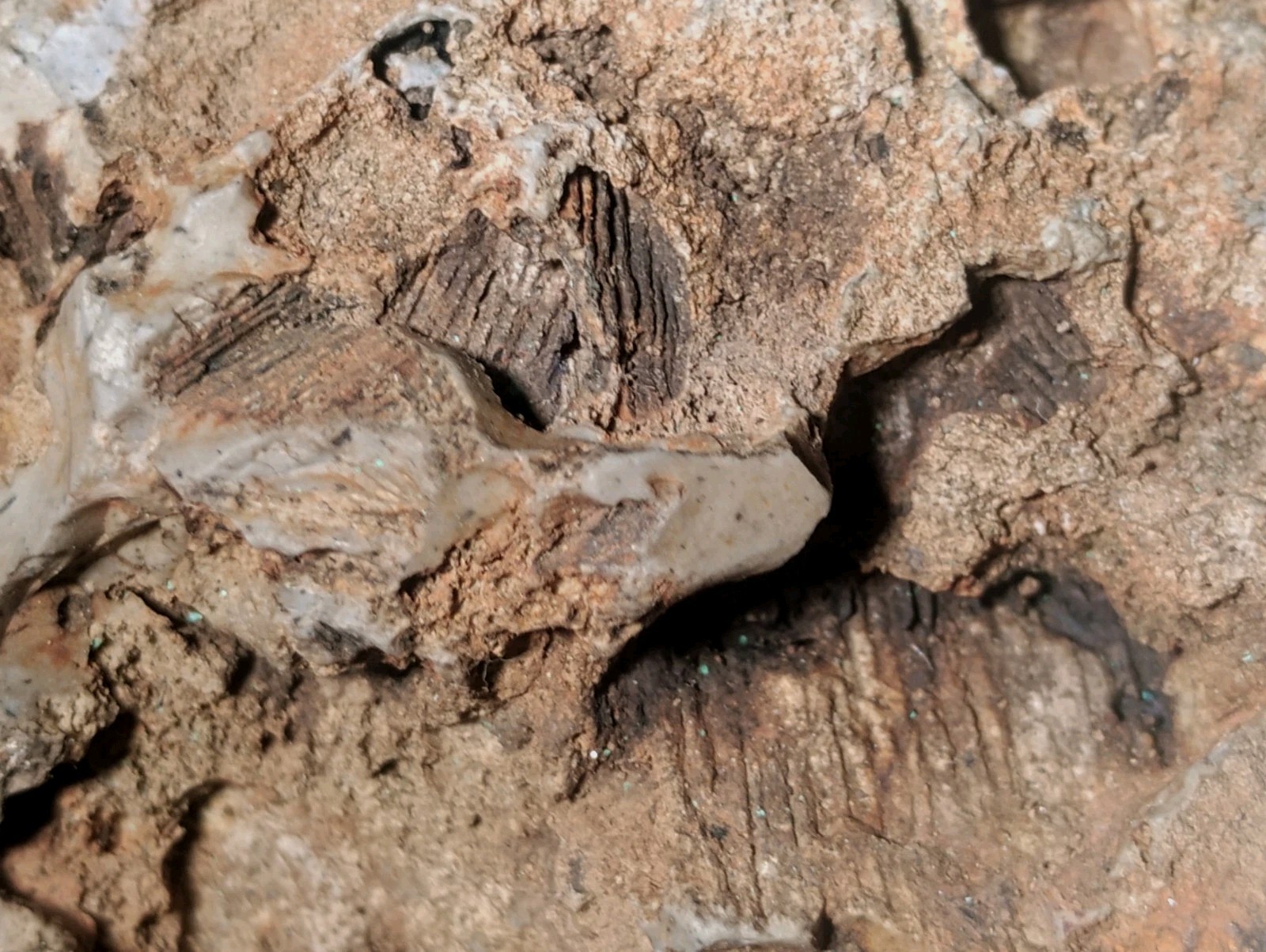 8″ Rare Missouri Iron-Aged Fossil Wood in Smoky Chalcedony – Knob Creek