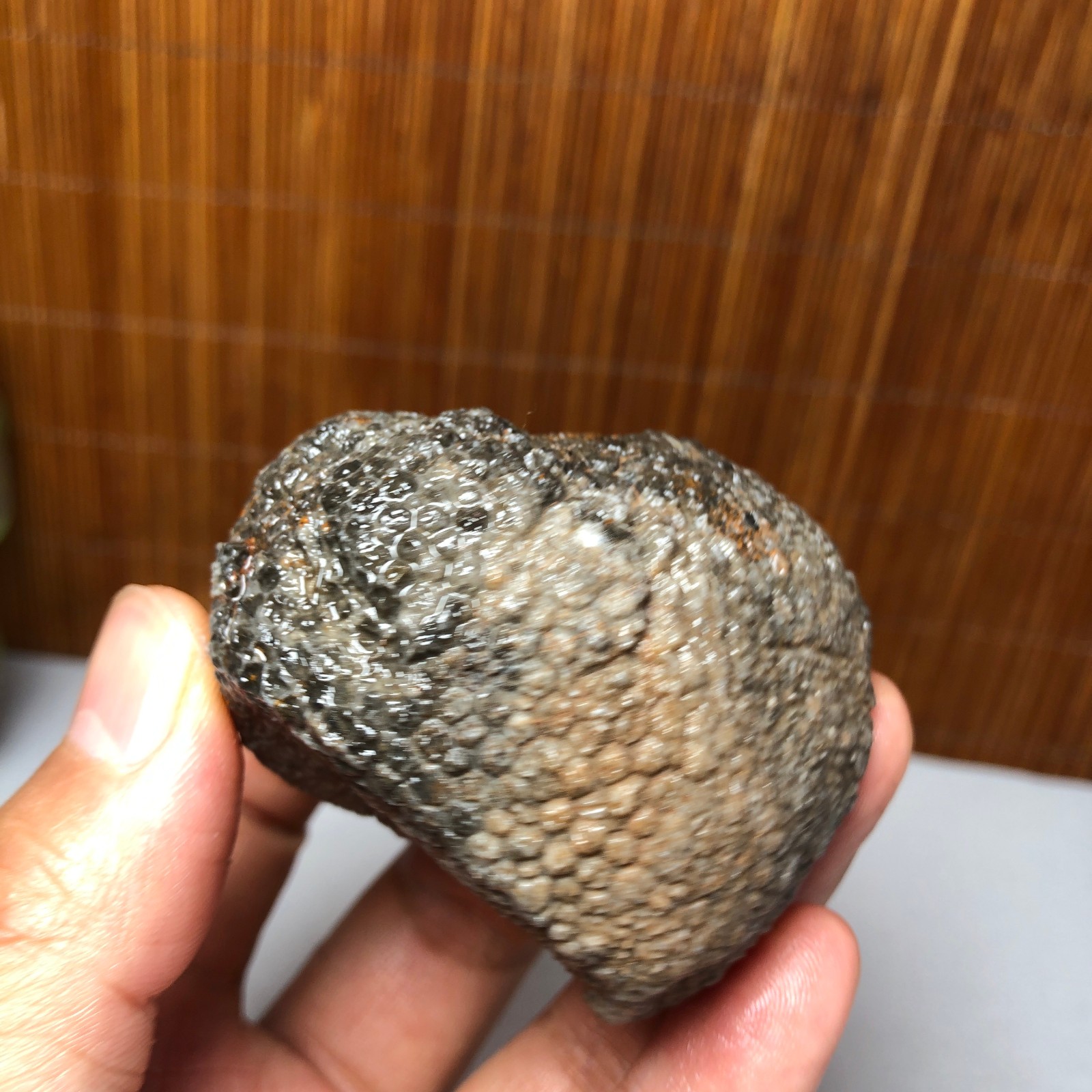56mm Rare Rugose Coral Slab original Actinocyathus Morocco 133g A9418