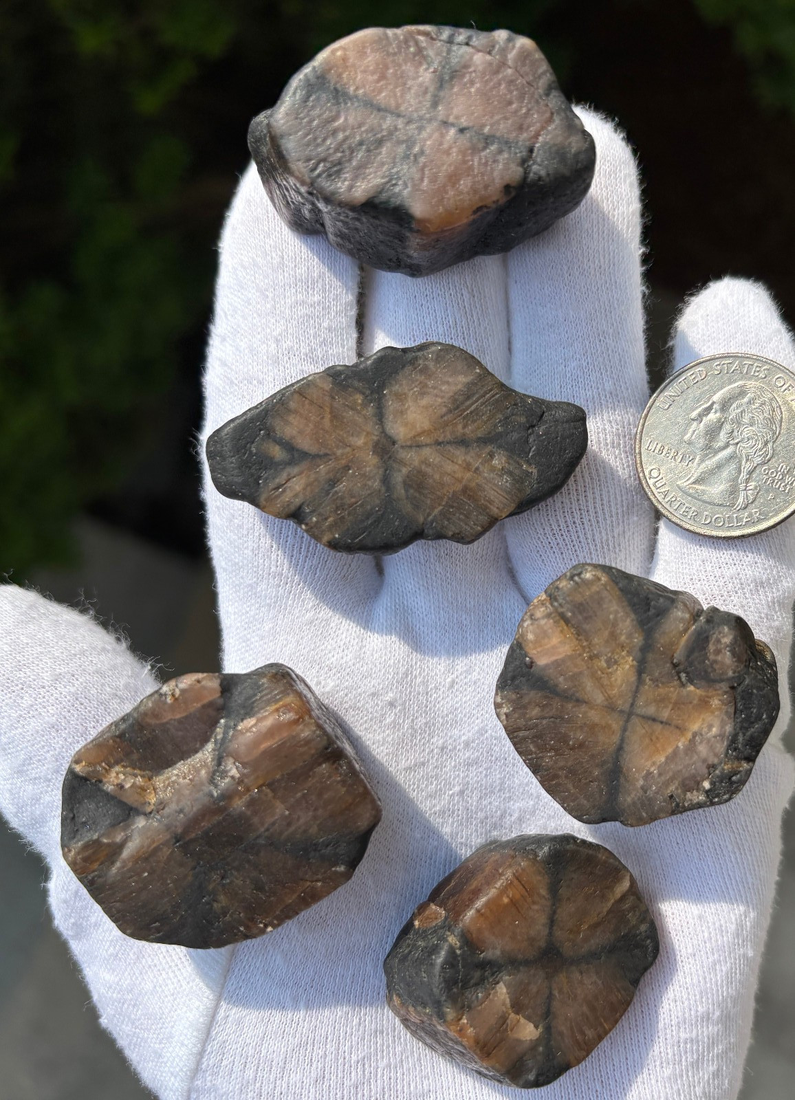 182g LOT THICK CUT CHIASTOLITE ANDALUSITE ROUGH LARGE-R SPECIMENS CROSS STONES
