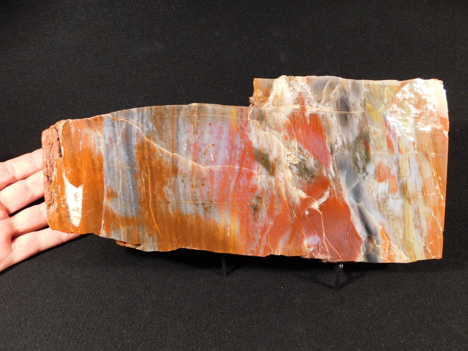 Nice BARK! BIG Polished Petrified RAINBOW WOOD Fossil Arizona 2313gr