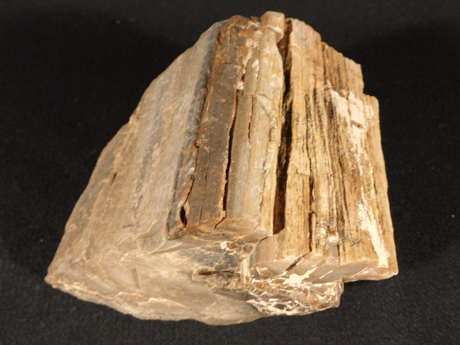 Nice BARK! Big Petrified WOOD Fossil From JURASSIC Utah 2200gr