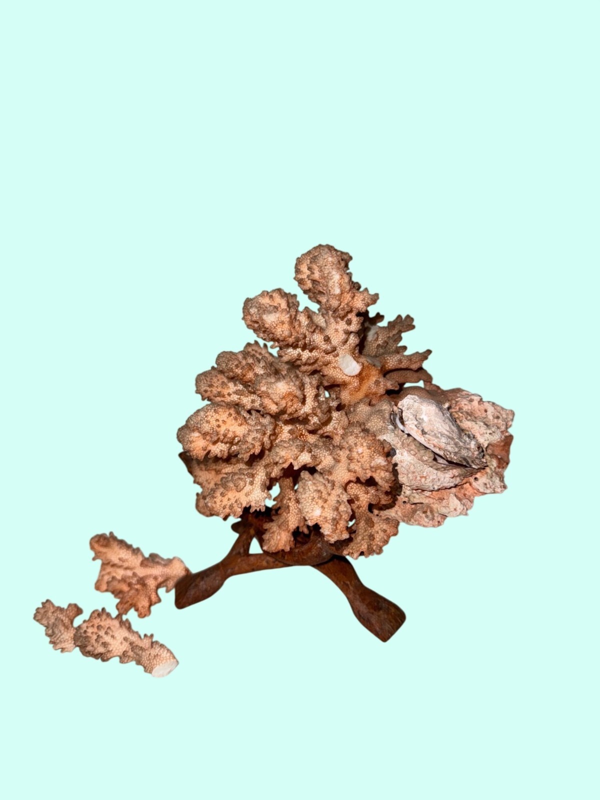 Large Pink Coral Specimen On Foldable Wooden Stand 9.5 Inches