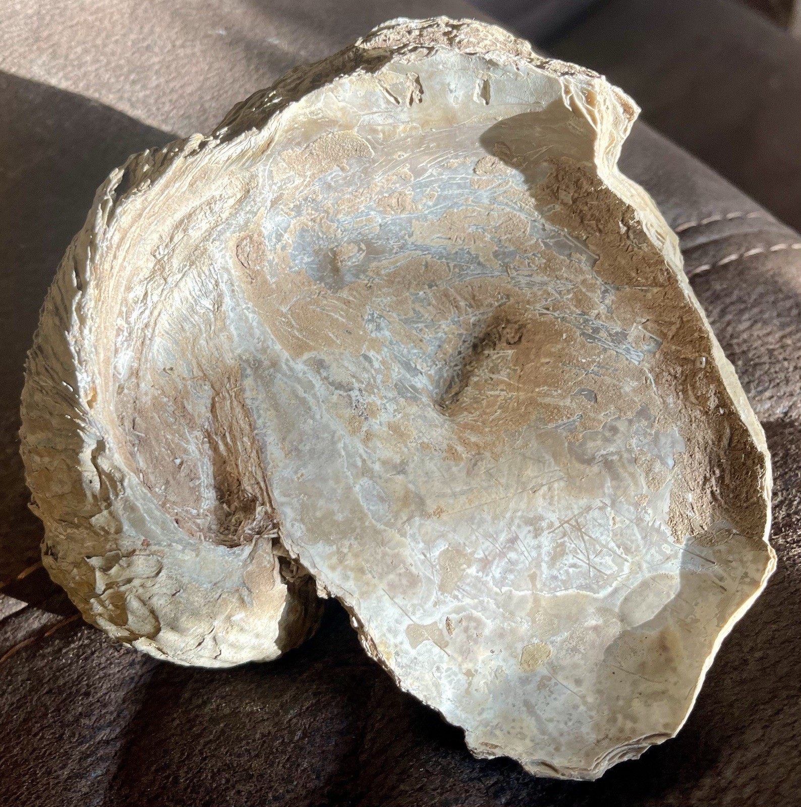 Giant Fossilized Oyster 1/2 Of The Shell 5” 3/16 L x 5” 15/16 L x 2 15/16 W