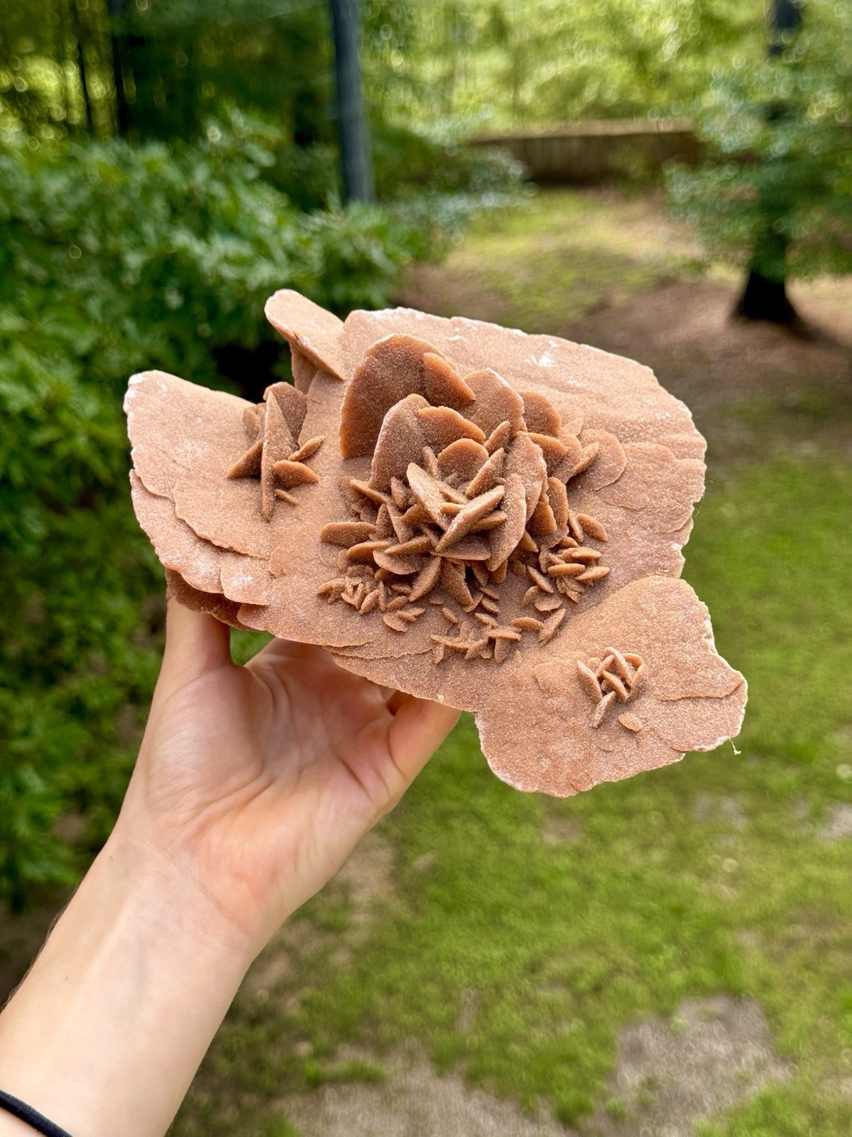 Large Desert Rose Selenite Gypsum Cluster 7” Natural Mineral Specimen 987g