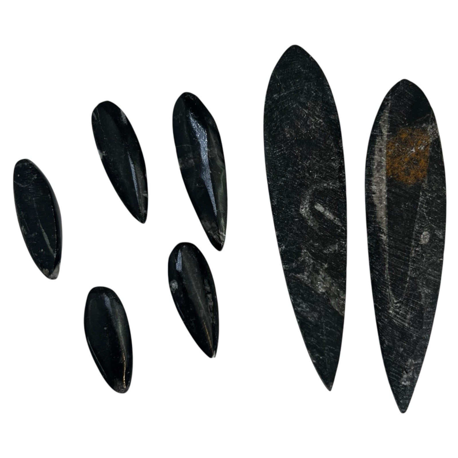 Lot of TEN Polished 400 Million Year Old Orthoceras Fossils Sm and Lg Morocco
