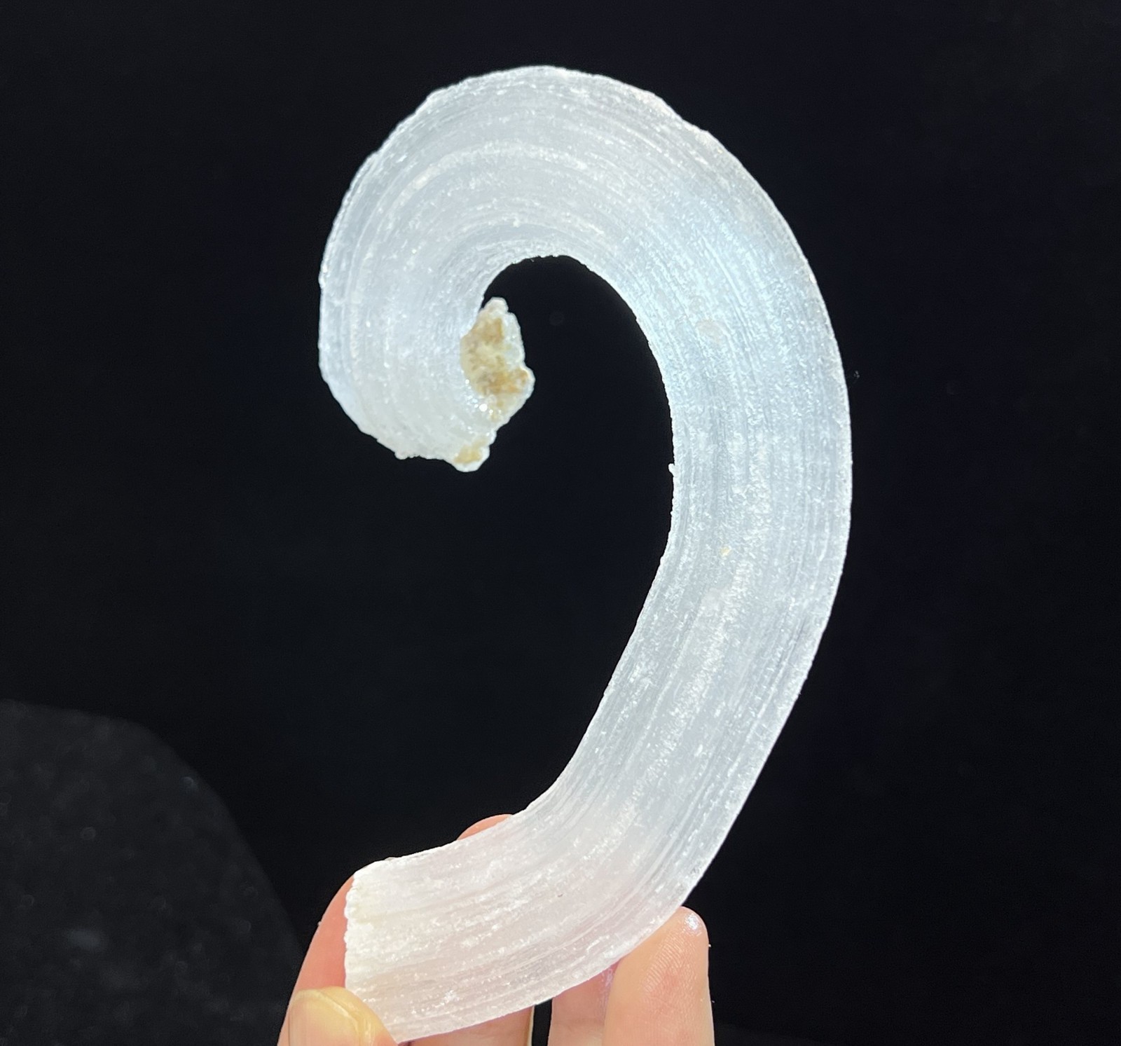 115mm LARGE sparkling ‘Ram’s Horn’ shape Selenite (Gypsum), Natural Mineral
