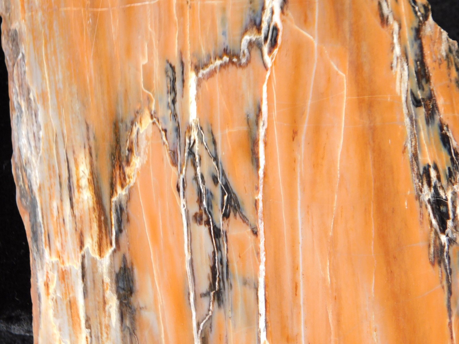 210 Million Year Old! Polished RAINBOW Petrified WOOD Fossil Slab Arizona 643gr