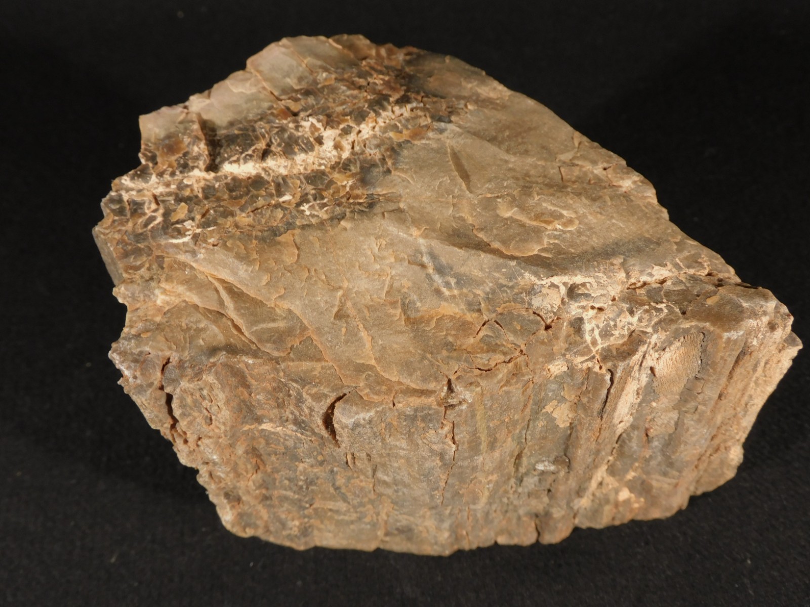 Nice BARK! Big Petrified WOOD Fossil From JURASSIC Utah 2200gr