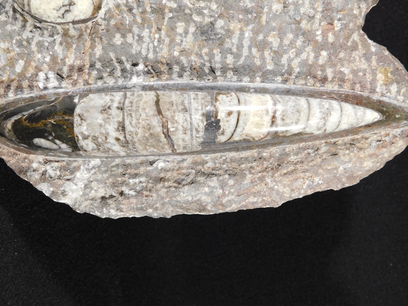TWO! FREE Standing Polished Goniatite Fossils and an Orthoceras Morocco 1838gr