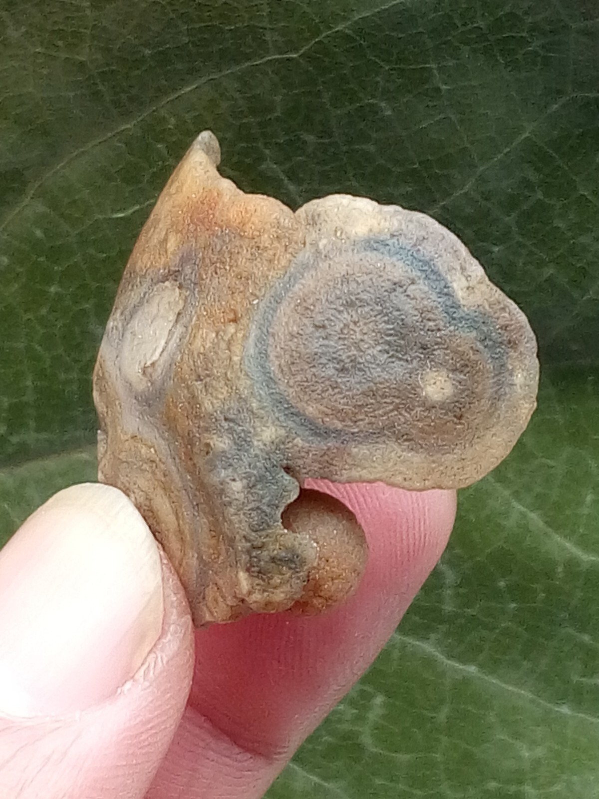 36mm Natural Gobi agate eye agate stone Suiseki-viewing collection china