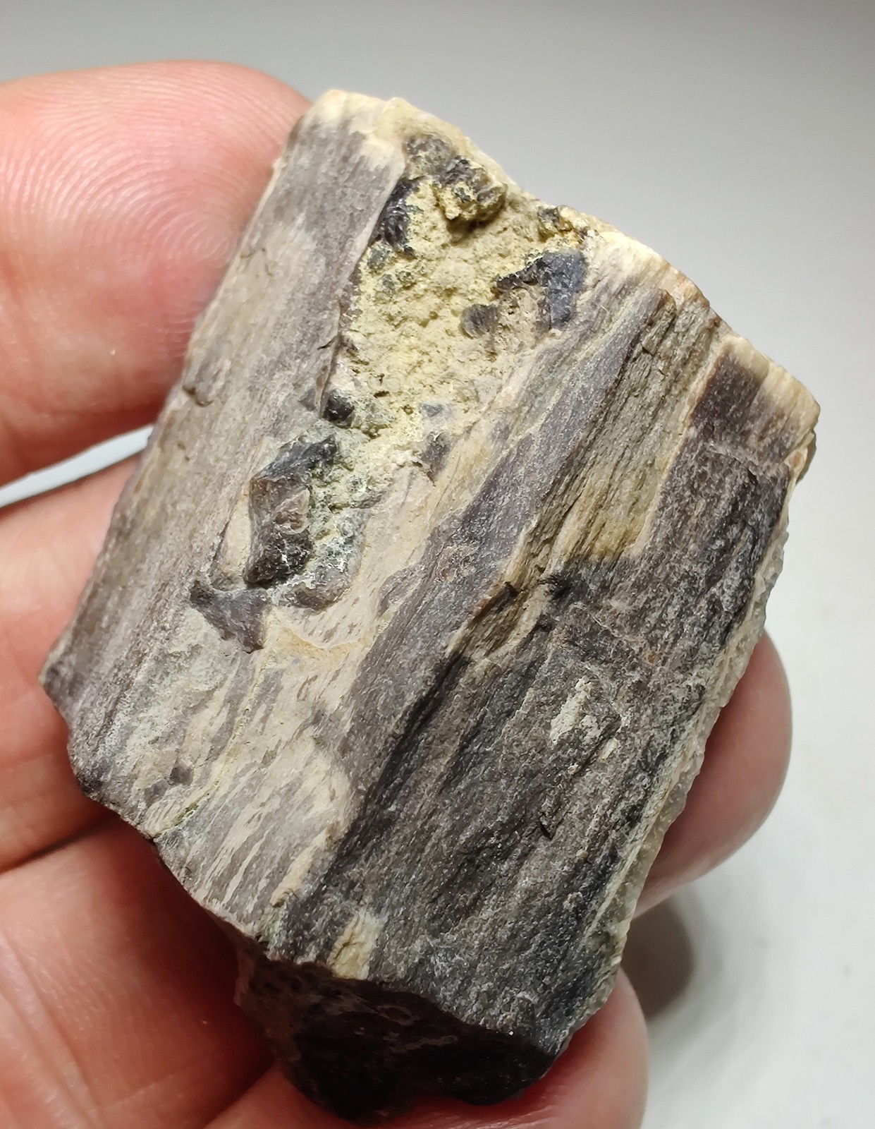 Petrified Wood, Fluorescent. Eden Valley, Wyoming. 36 grams.