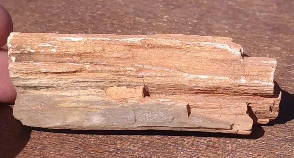 Petrified Wood Fossilized Branch W Bark Druzy Quartz-Hurricane Utah 3 1/4″×1 1/4