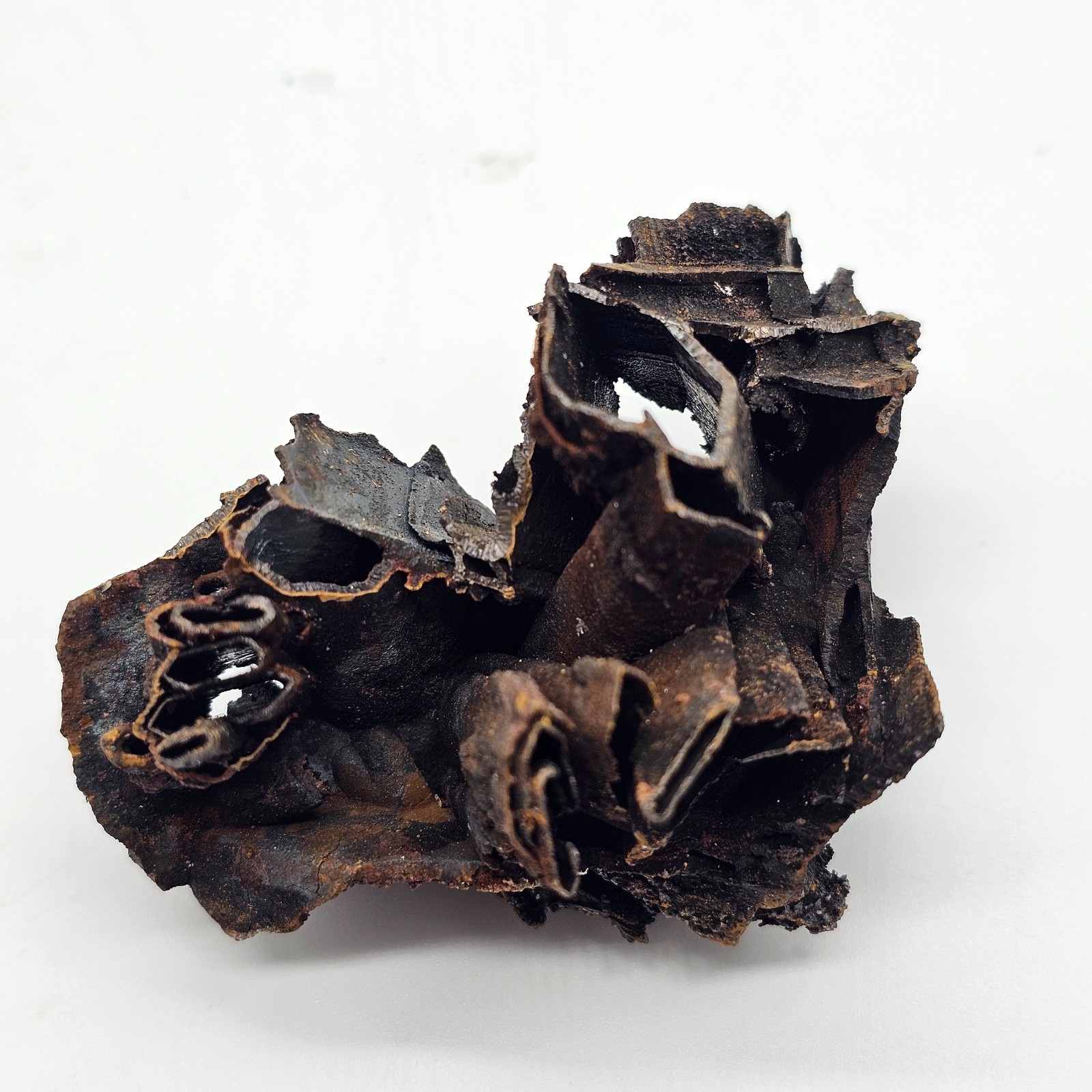 Goethite and Limonite Epimorphs of Gypsum Selenite Santa Eulalia, Mexico