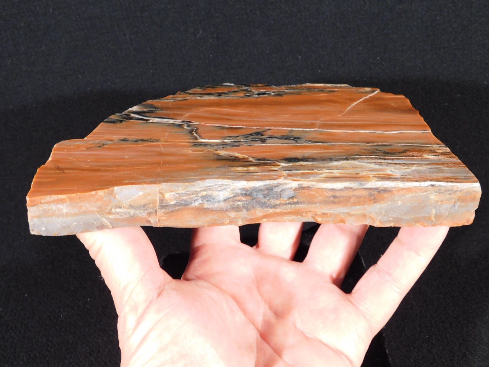 210 Million Year Old! Polished RAINBOW Petrified WOOD Fossil Slab Arizona 643gr