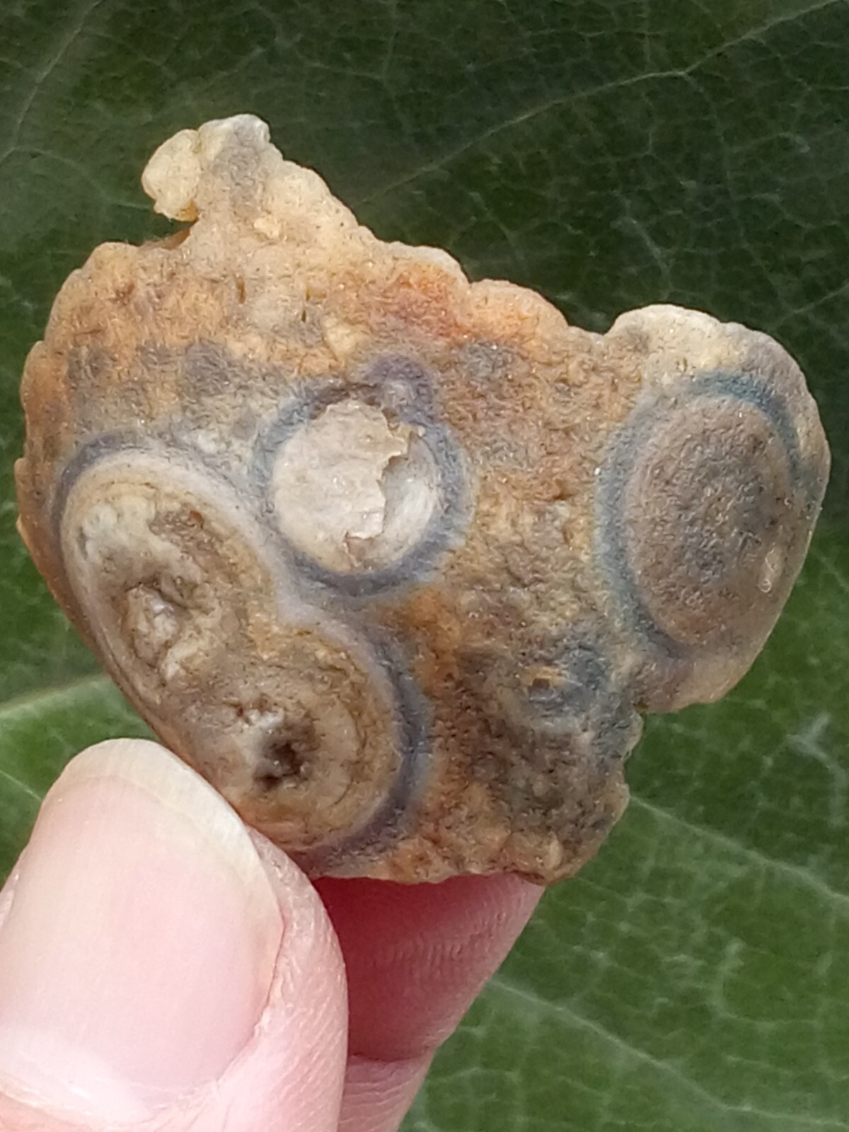 36mm Natural Gobi agate eye agate stone Suiseki-viewing collection china