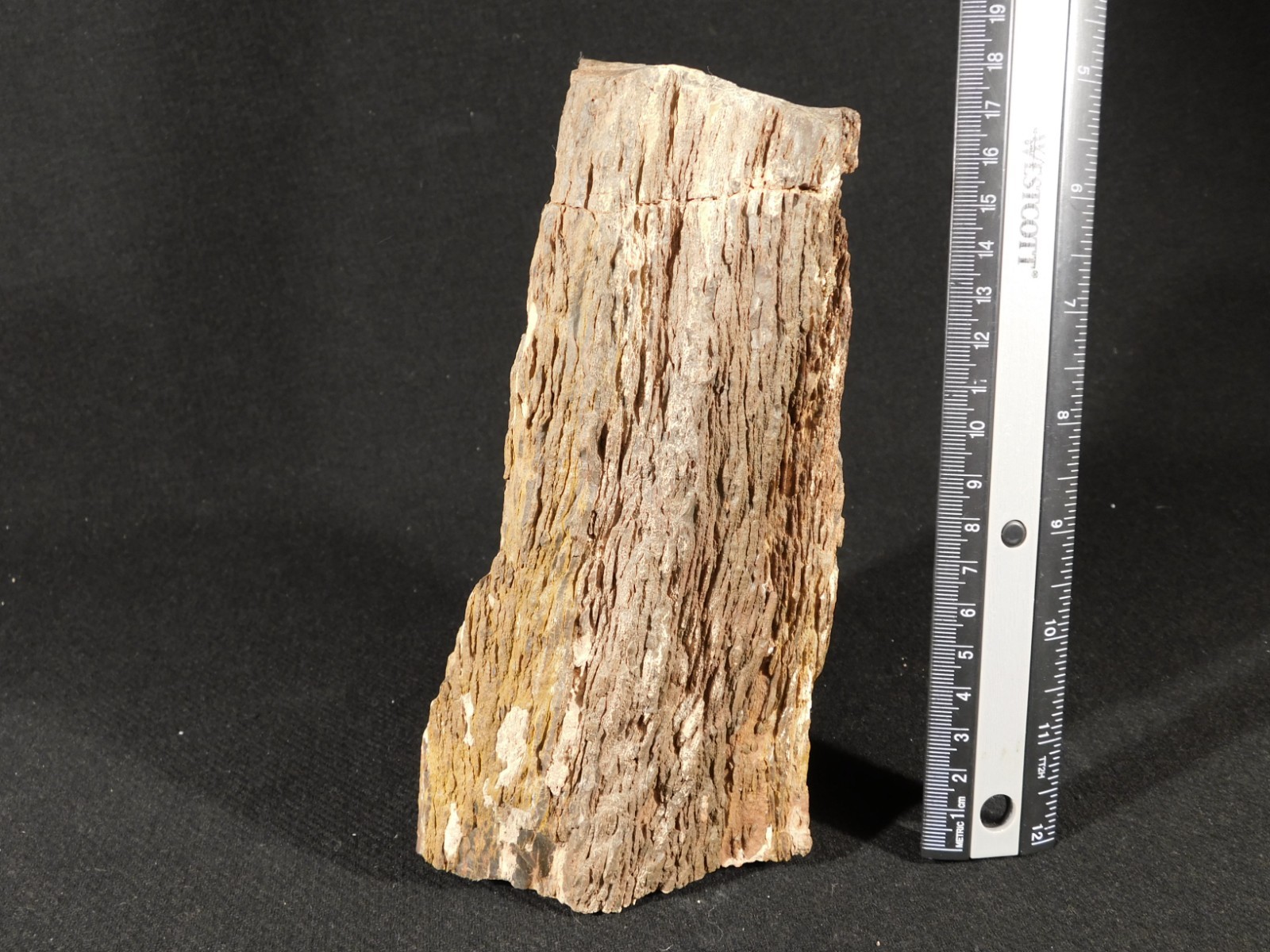 Larger! FERN PALM or CYCAD Fossil From Jurassic Utah! 100% Natural 2030gr