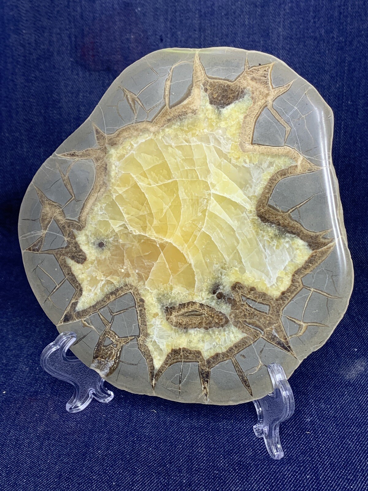 Septarian Nodule Display Slab( Utah) Stand And Description Card