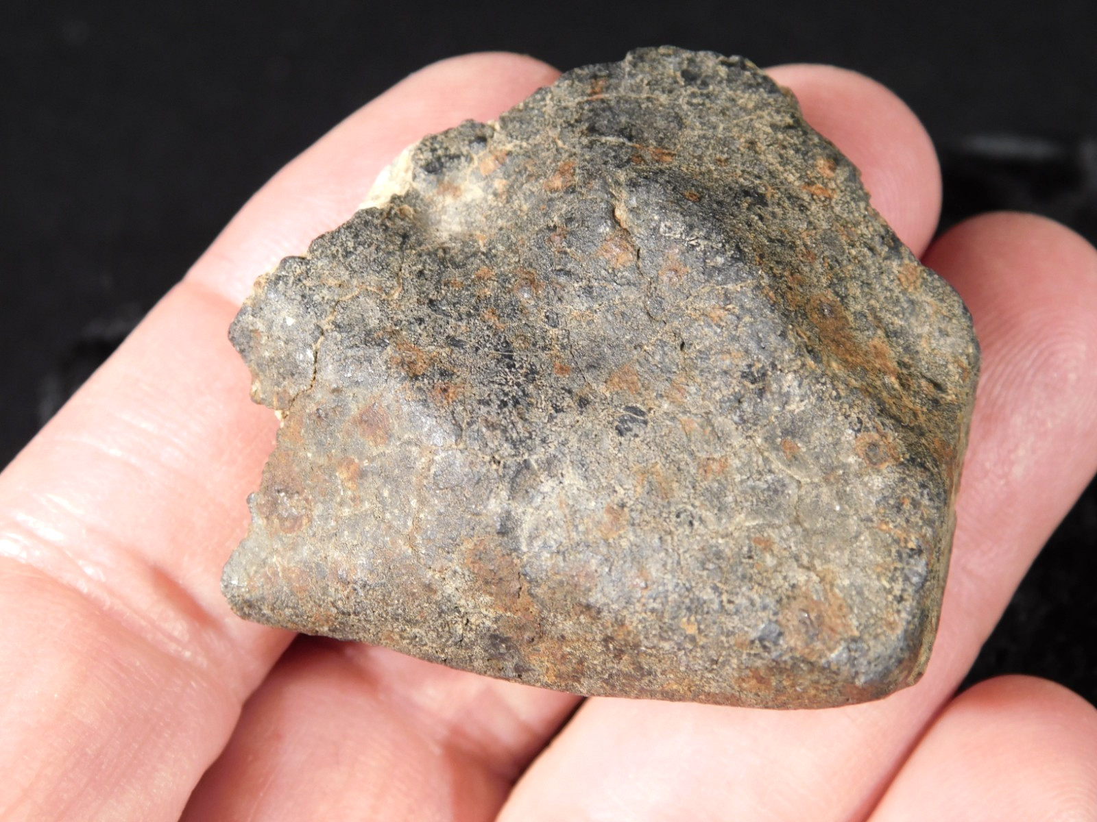 Classified NWA 8245 METEORITE 100% Natural FELL in Erfoud, Morocco 63.2gr