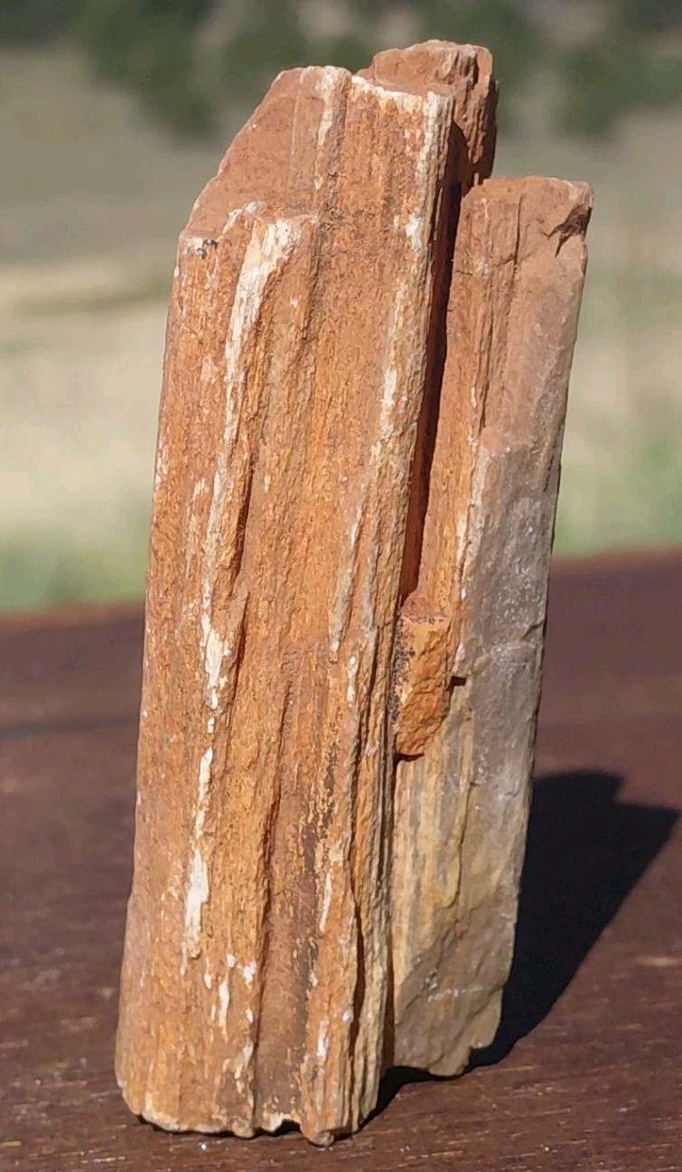 Petrified Wood Fossilized Branch W Bark Druzy Quartz-Hurricane Utah 3 1/4″×1 1/4