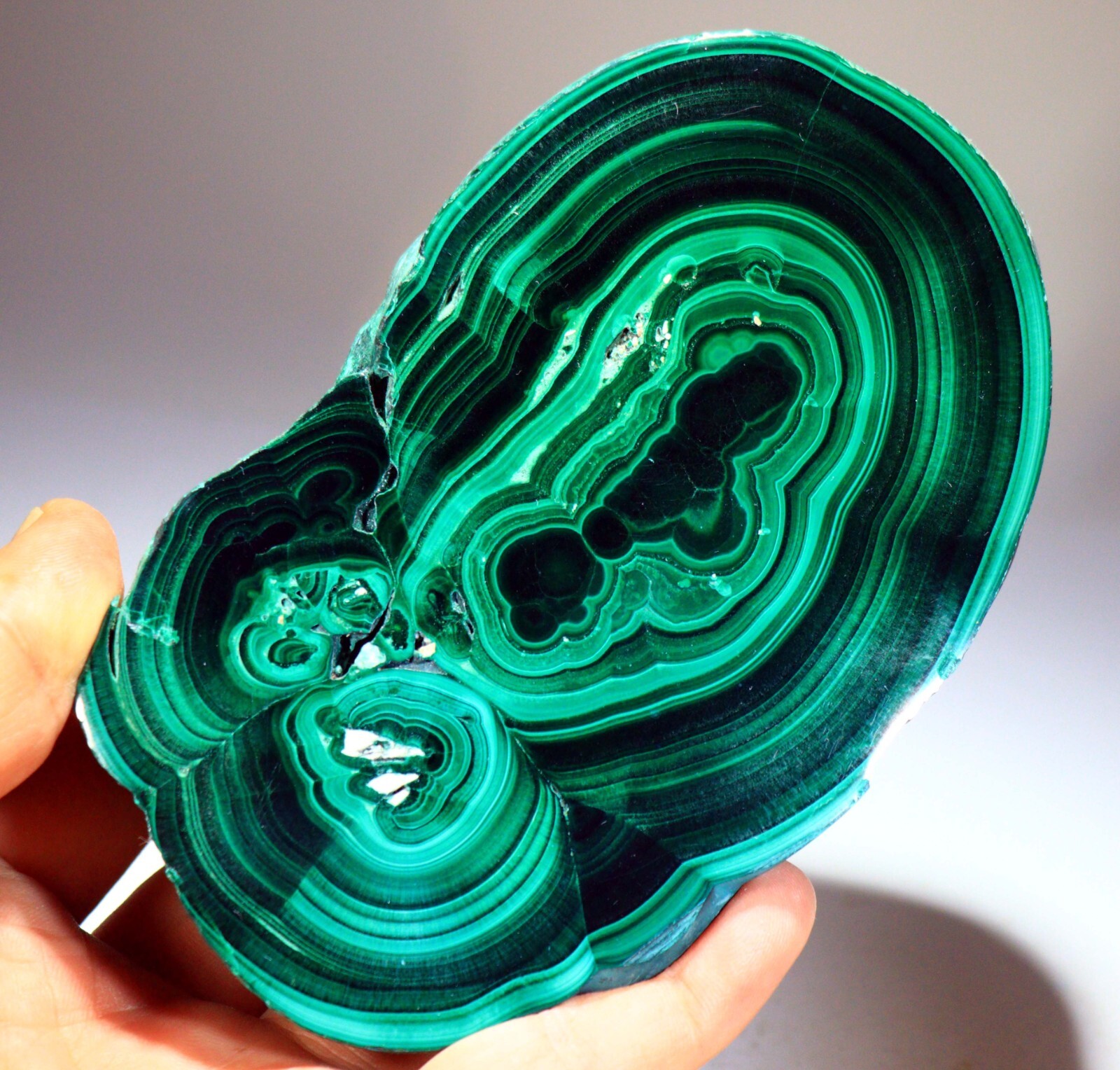1 lb 12 oz 5.25″ Top Quality Polished Bull’s Eye Malachite Slice, Congo! M716