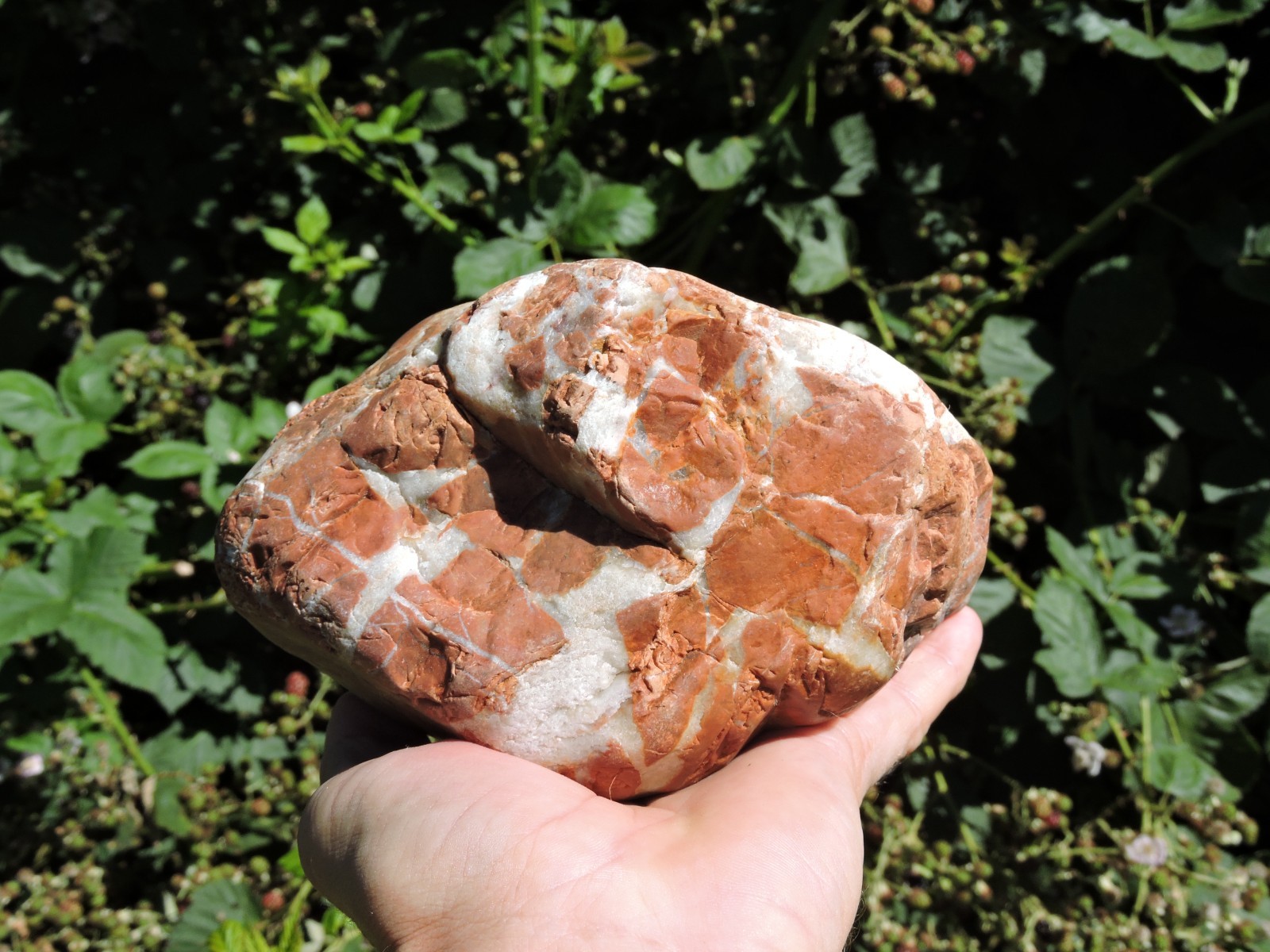 High Grade Whole OREGON Marbled Jasper Nodule (5Lb+) ORANGE Brecciated Jaspagate