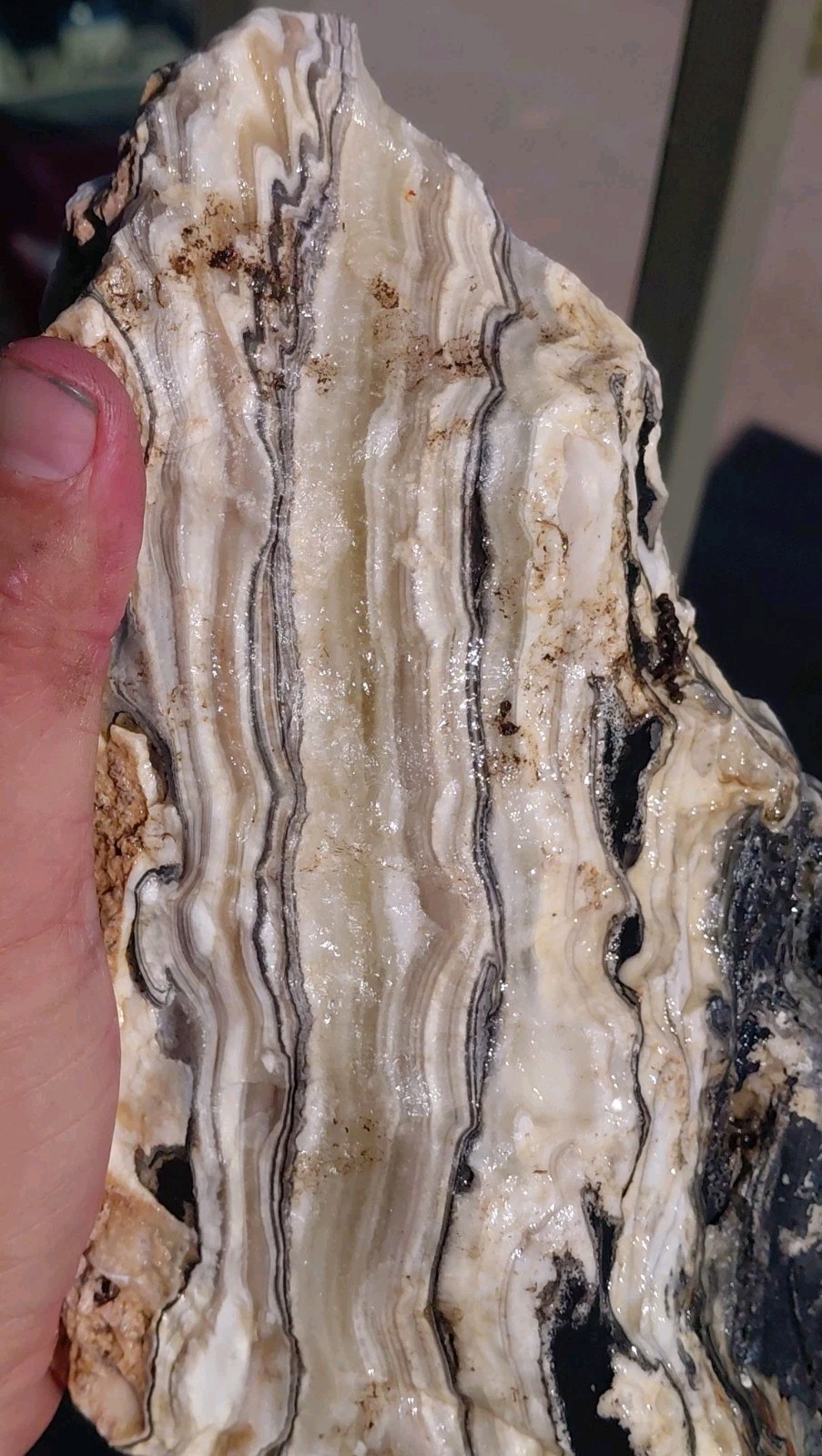 5 1/4Lb Zebra Calcite 9 1/2″×5″×2 1/2″ Display Translucent UV+ Bands A+ Slabber