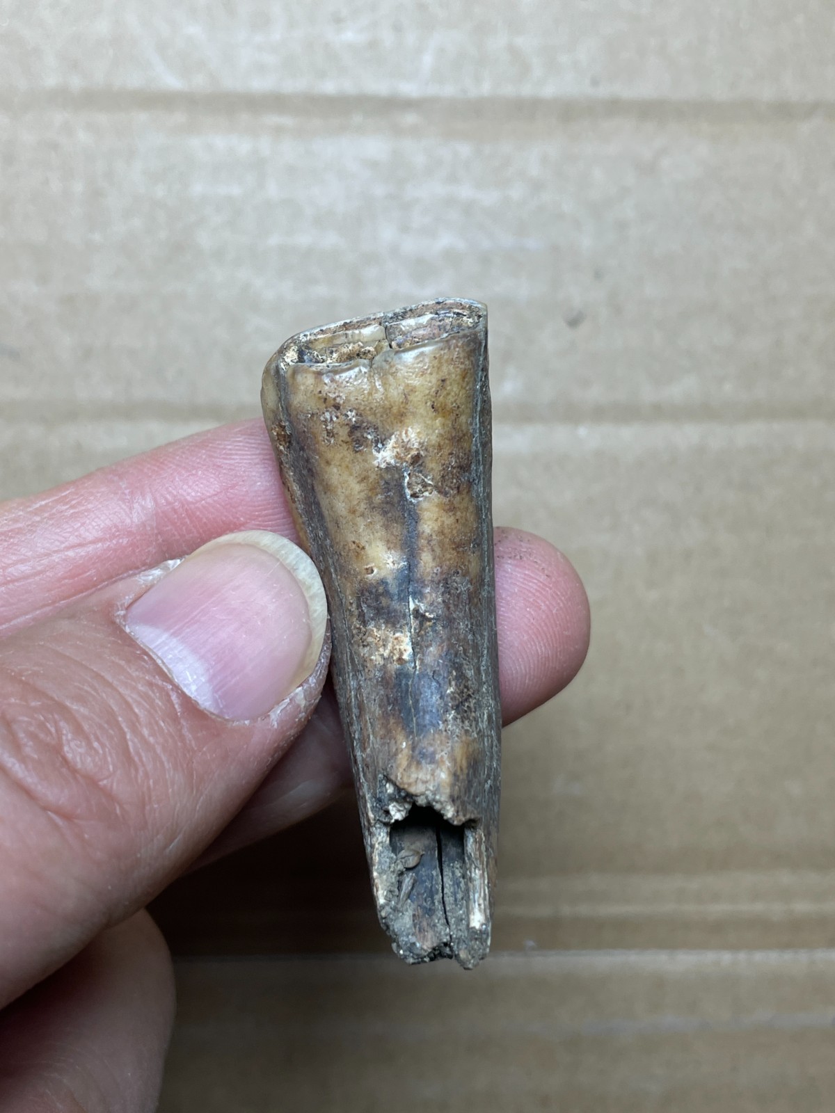 5 pieces Beautiful Ice Age tooth collection