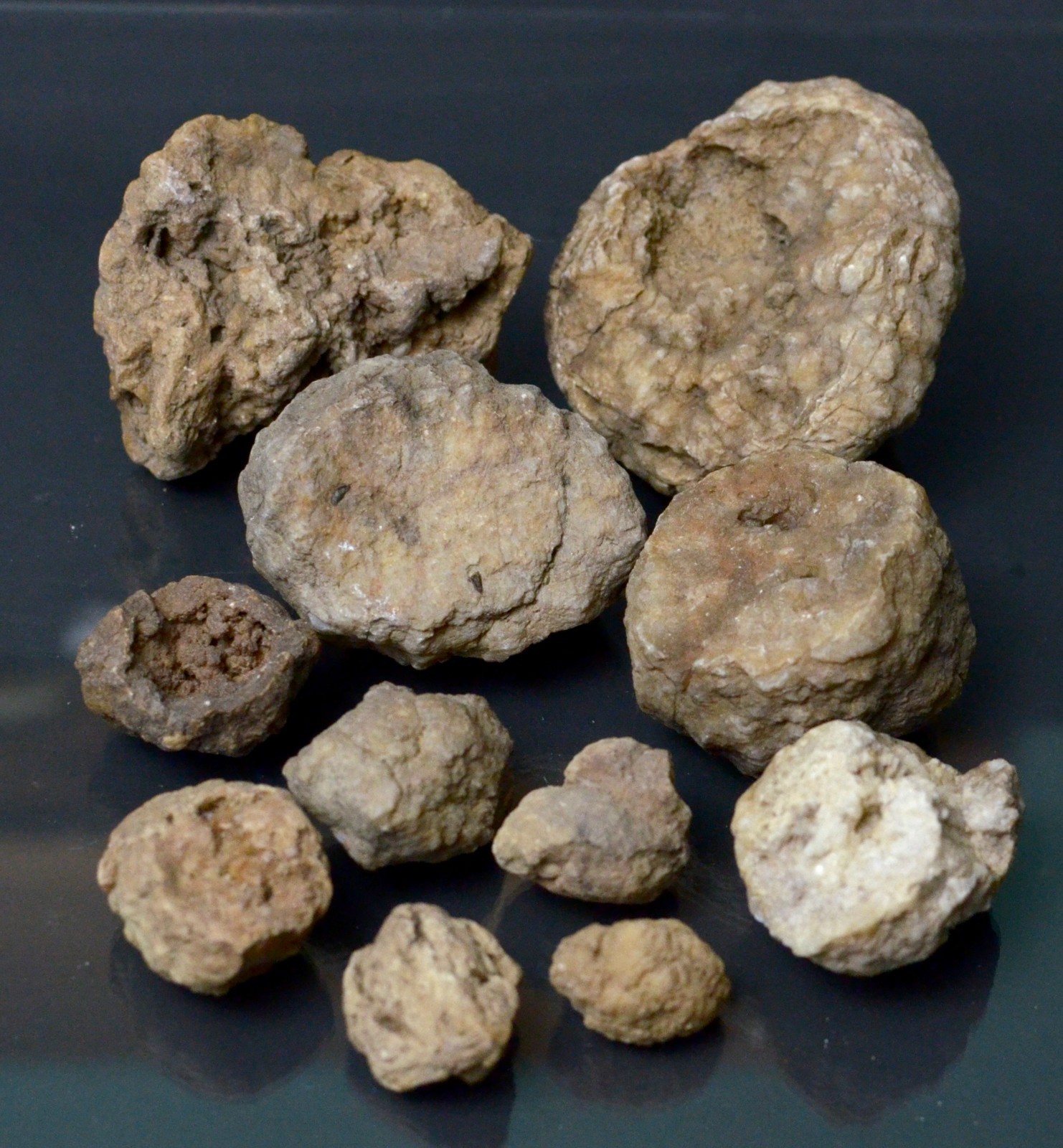 Lot of Kentucky Beekite Geodes | Unique Botryoidal Chalcedony