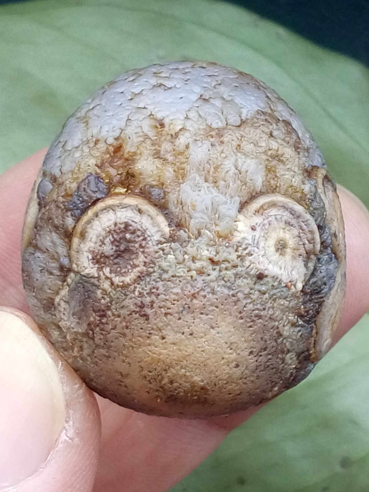 36mm Natural Gobi Agate eye agate stone collection