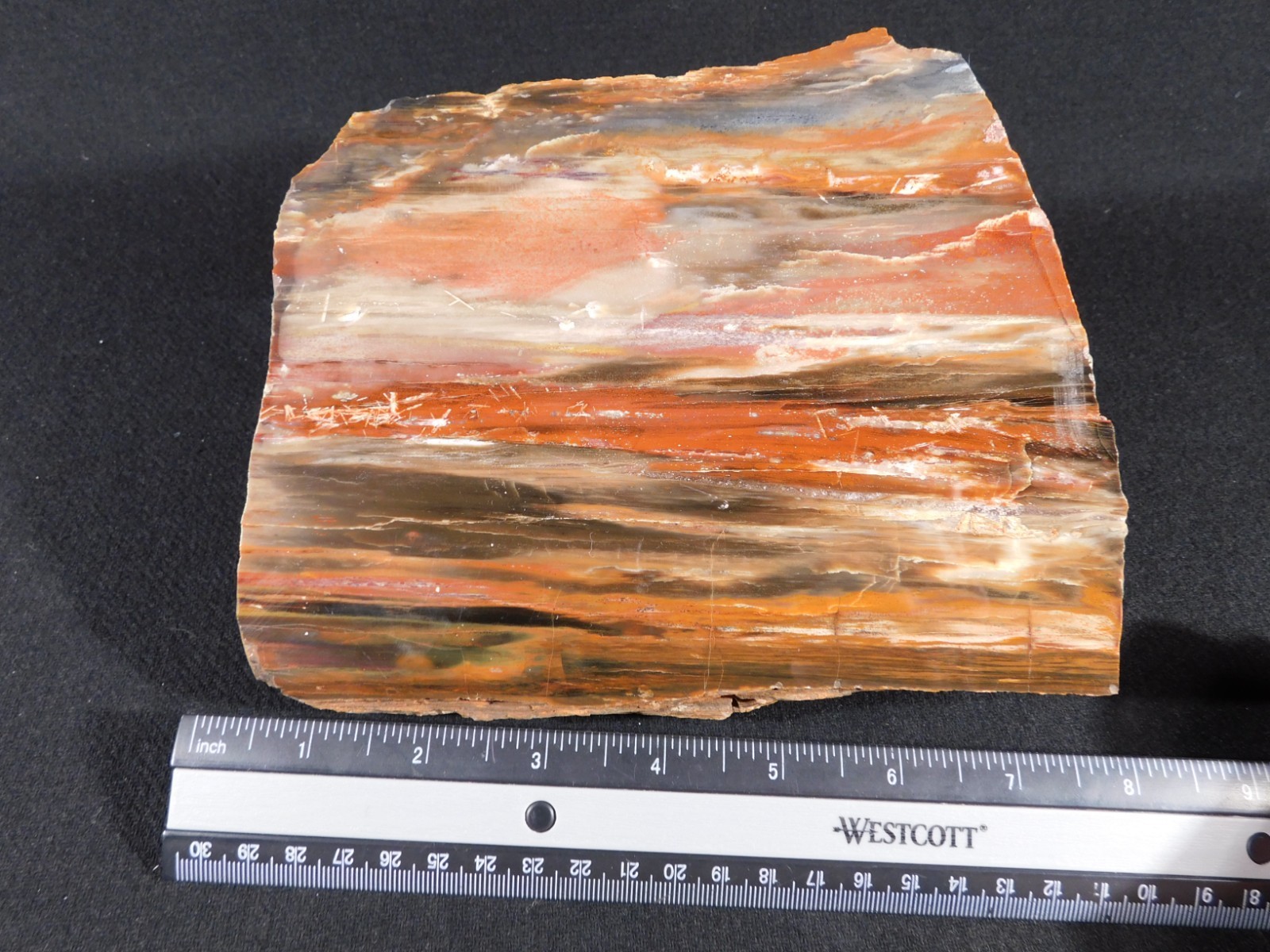 Big! 210 MILLION Year Old! Polished Petrified RAINBOW WOOD Fossil Arizona 1960gr
