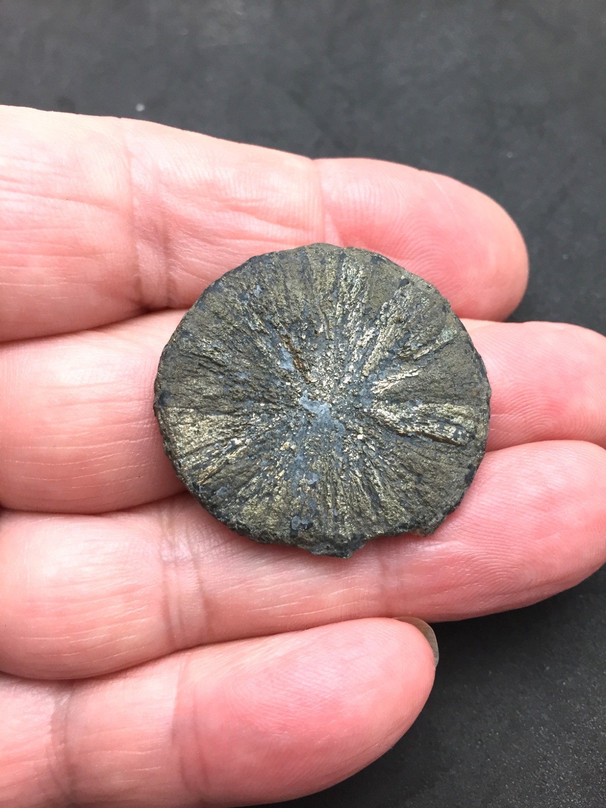 Pyrite Sun Miners Dollar 1 1/4″ Southern Illinois Coal Mine Mineral Specimen IL