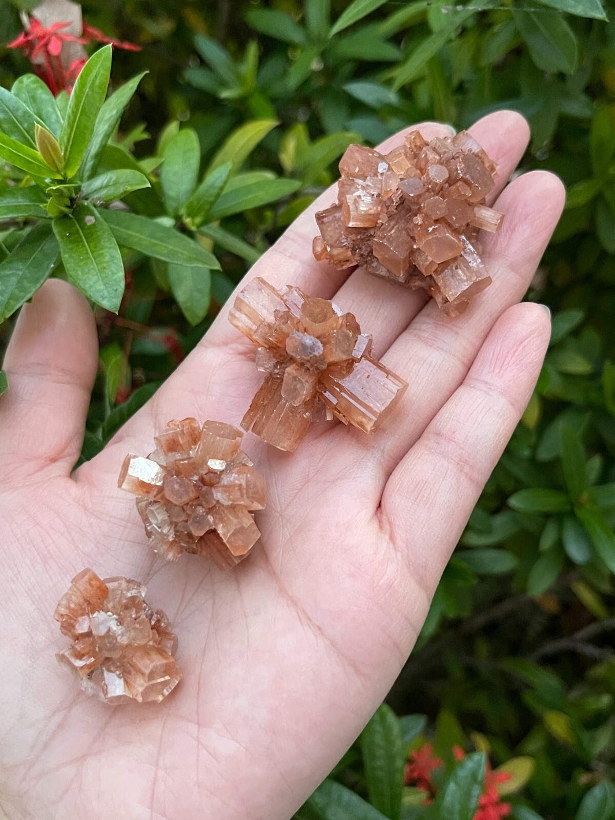 7-10 pcs Box Aragonite Clusters Collection,Grade A++ Mini Aragonite Star Crystal