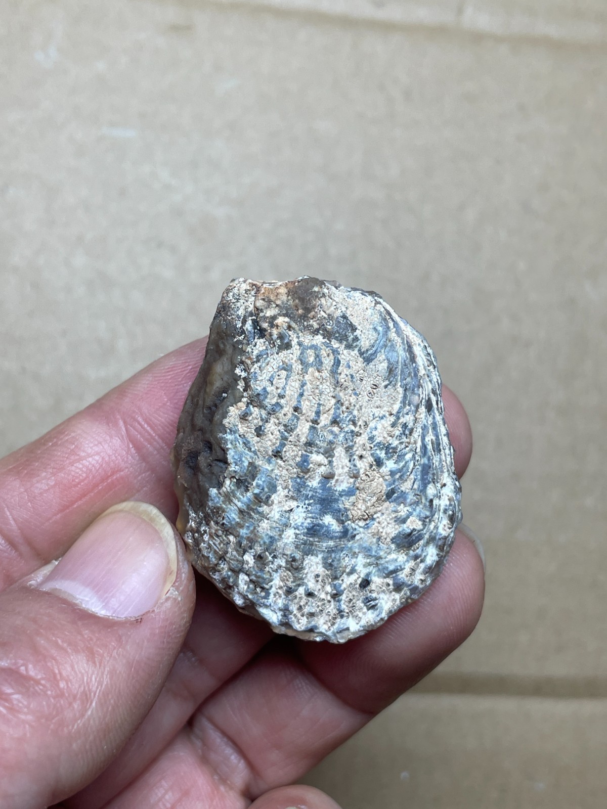 5 pieces Beautiful shell Landscape stone