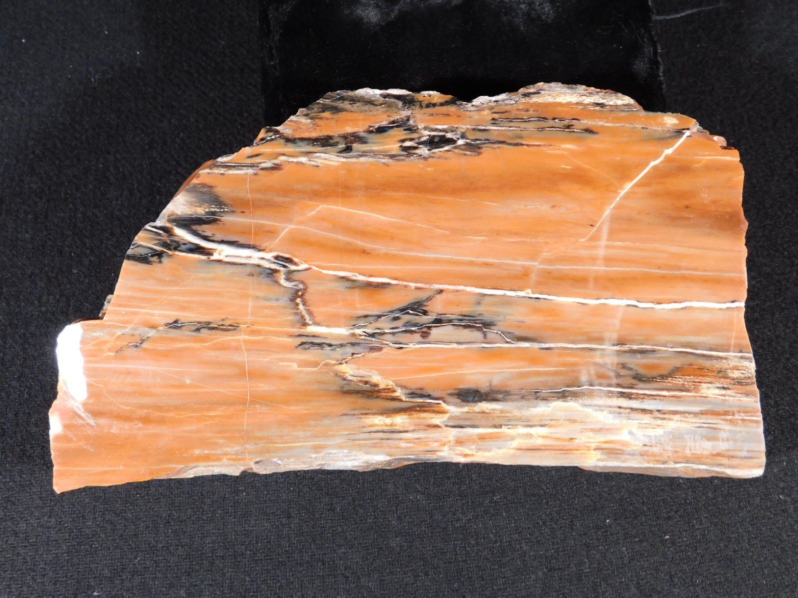 210 Million Year Old! Polished RAINBOW Petrified WOOD Fossil Slab Arizona 643gr