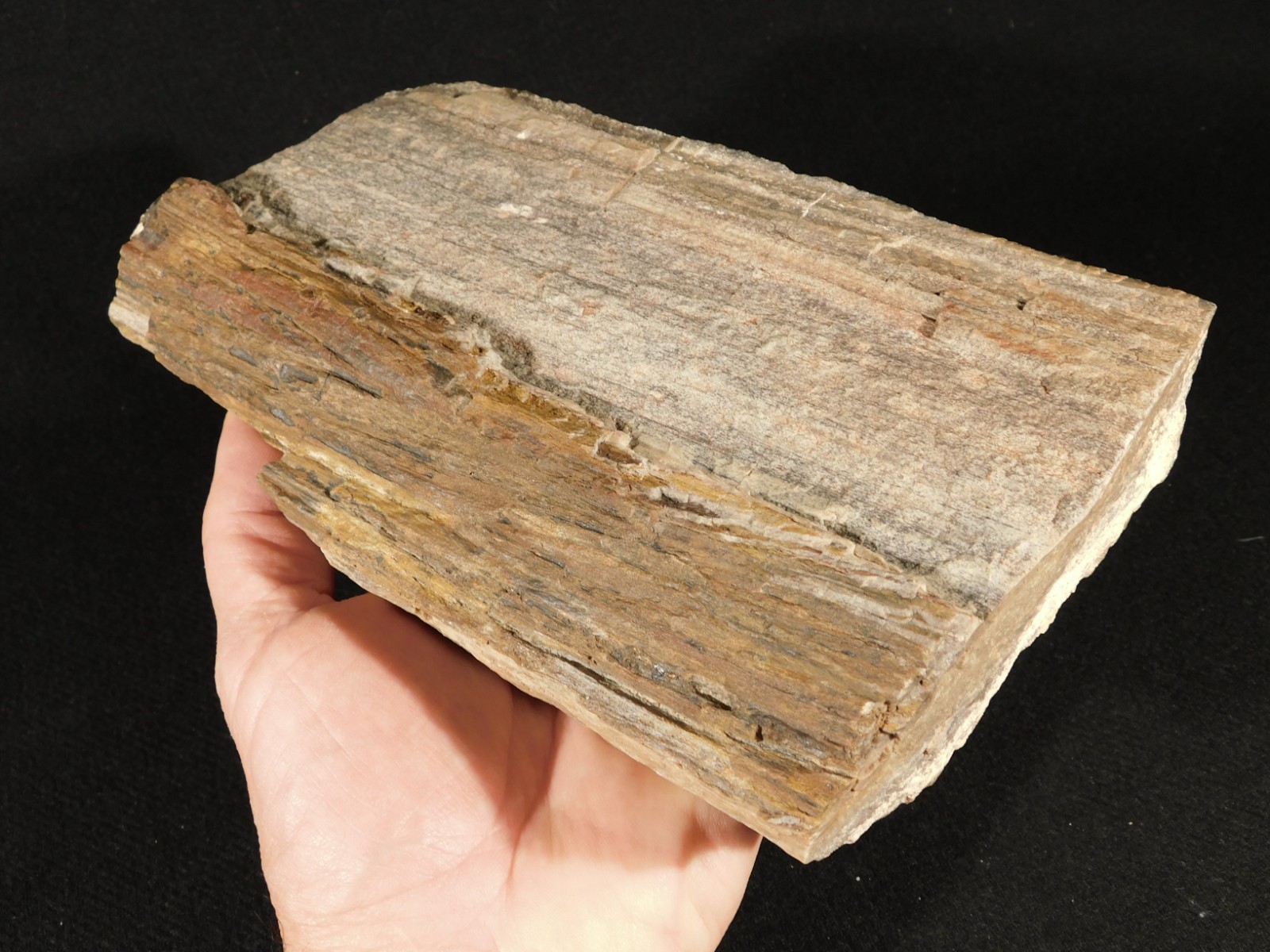 Nice BARK! Big Petrified Wood Fossil From Jurassic Utah 2575gr