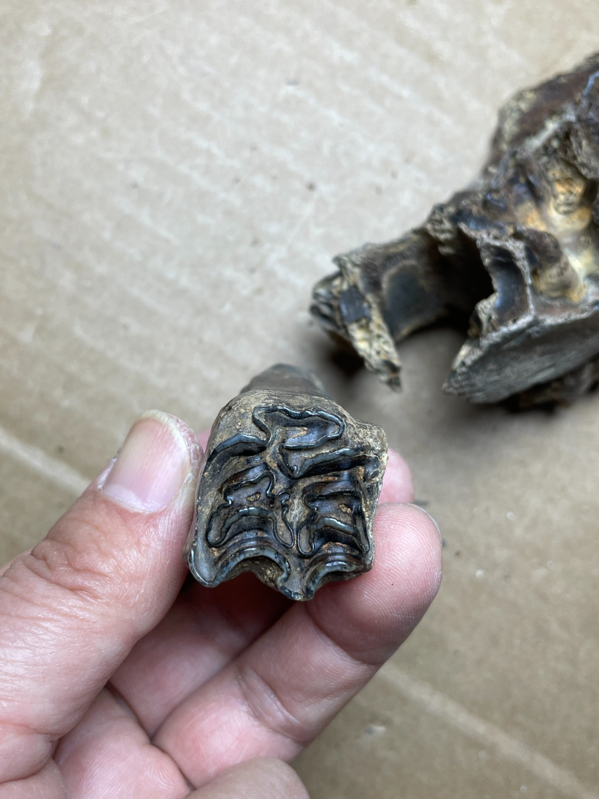 300g Beautiful Ice Age tooth collection